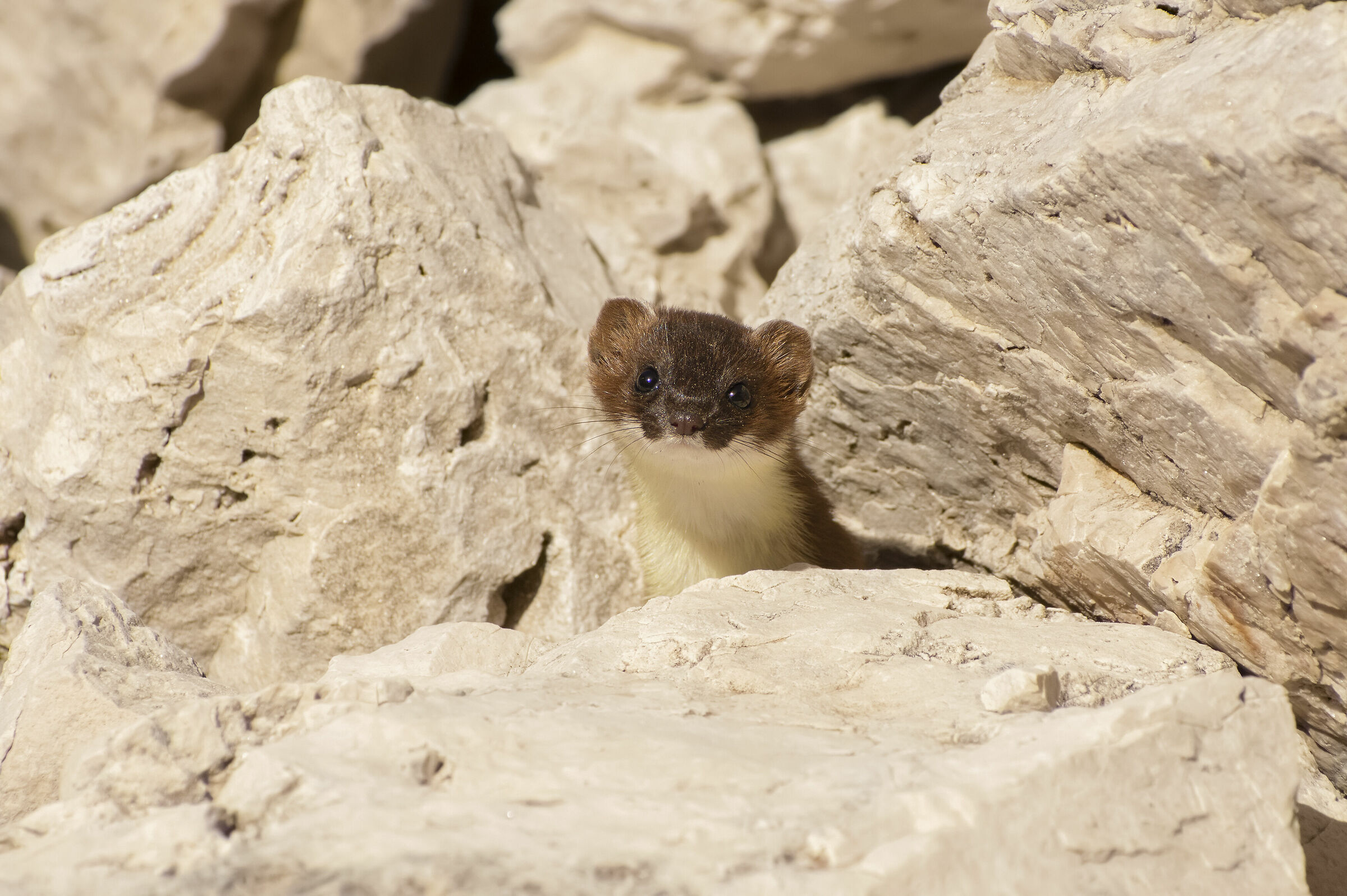 Un meraviglioso incontro