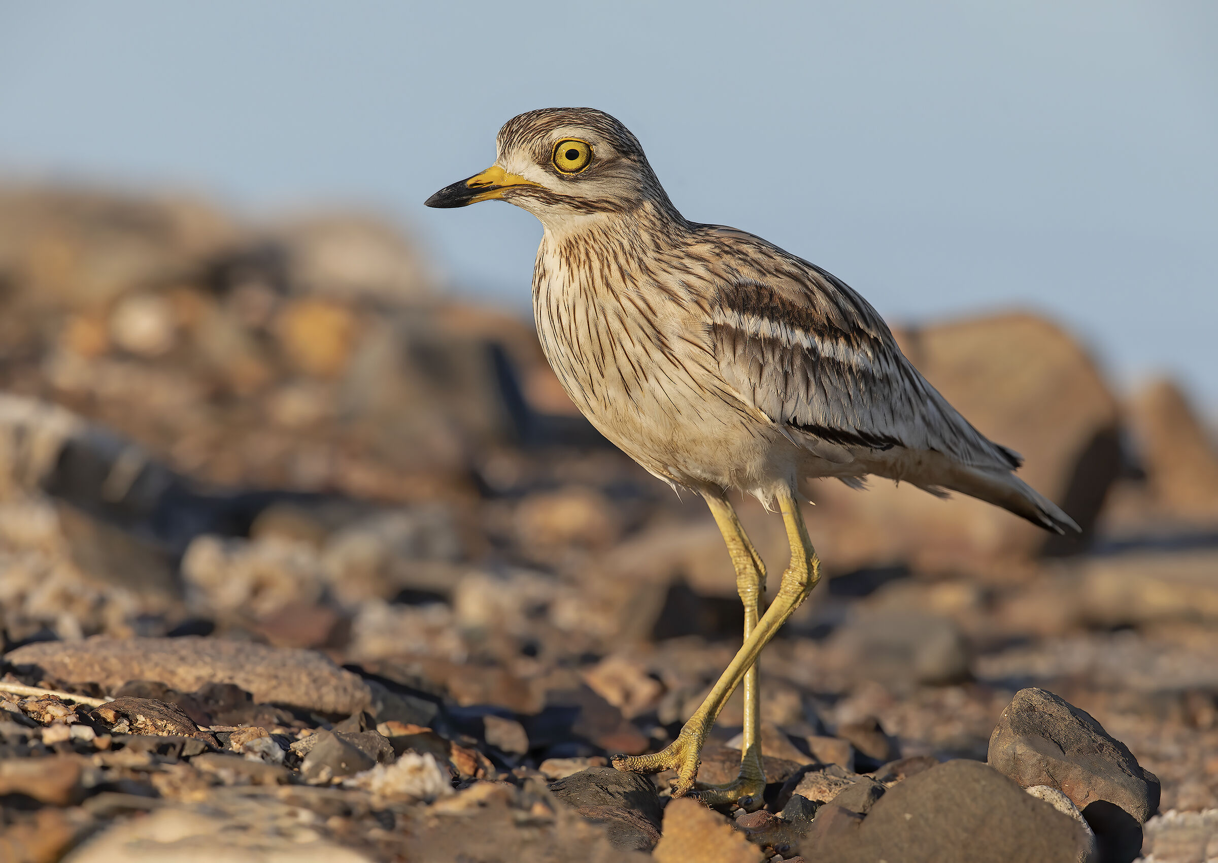 vengo a trovarti...........
