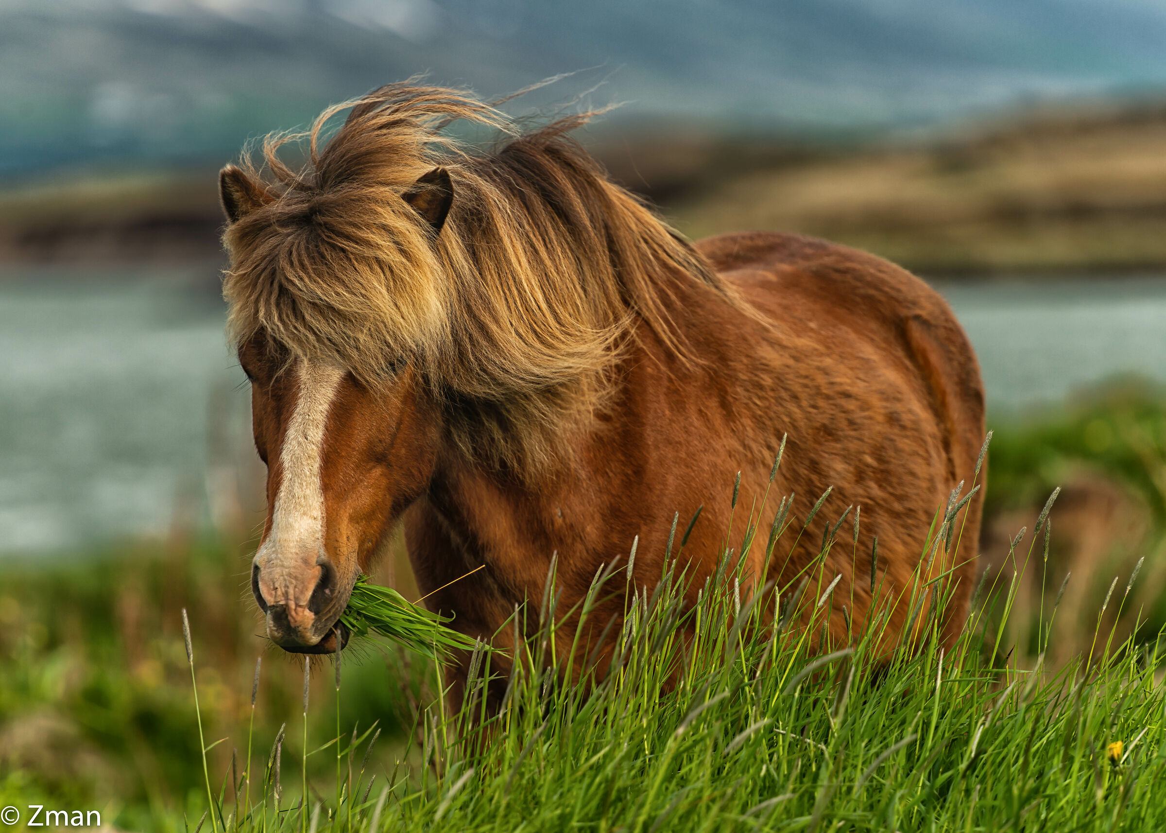 The Icelandic Horse