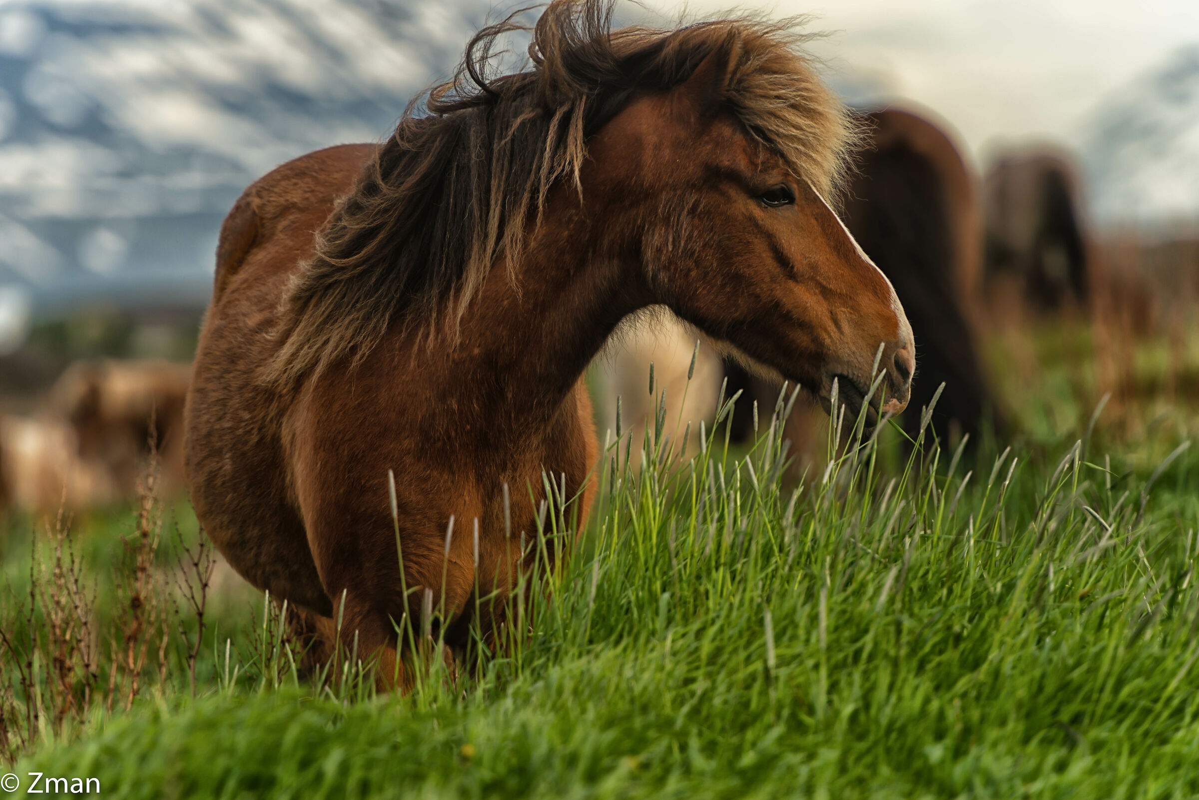 The Icelandic Horse