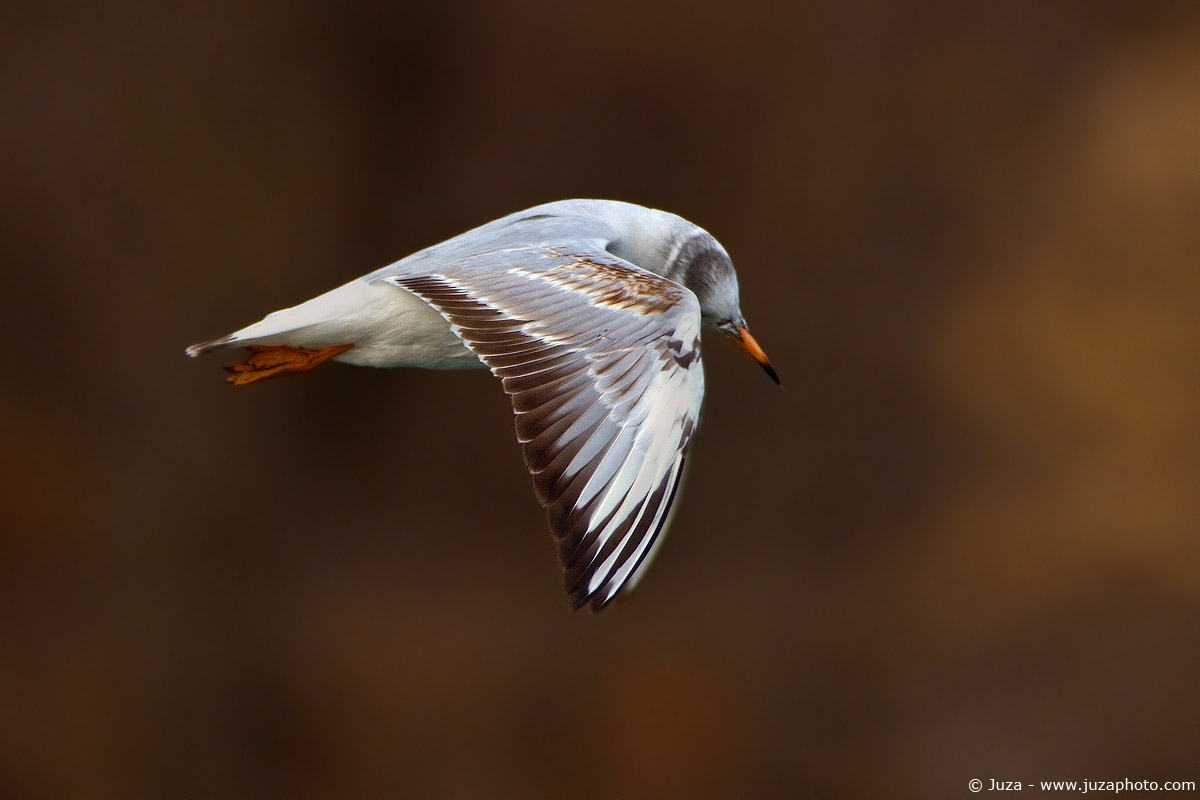 Larus ridibundus (Gabbiano Comune), 004429