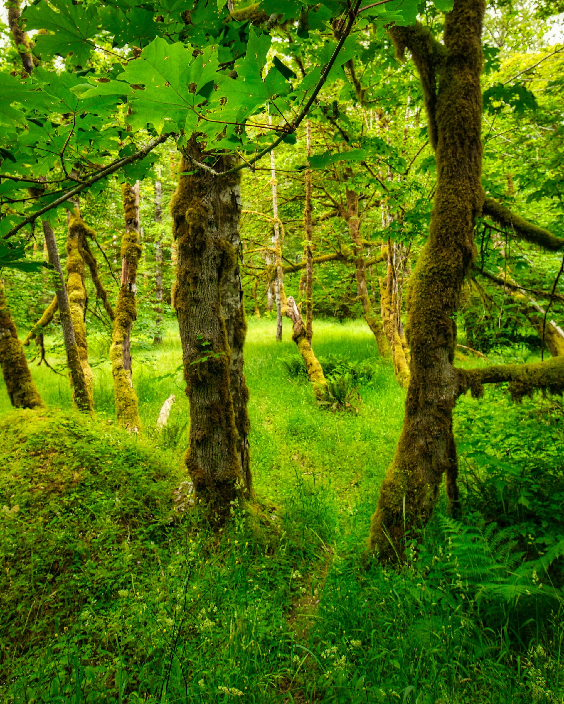 Paesaggio di Dosewalips