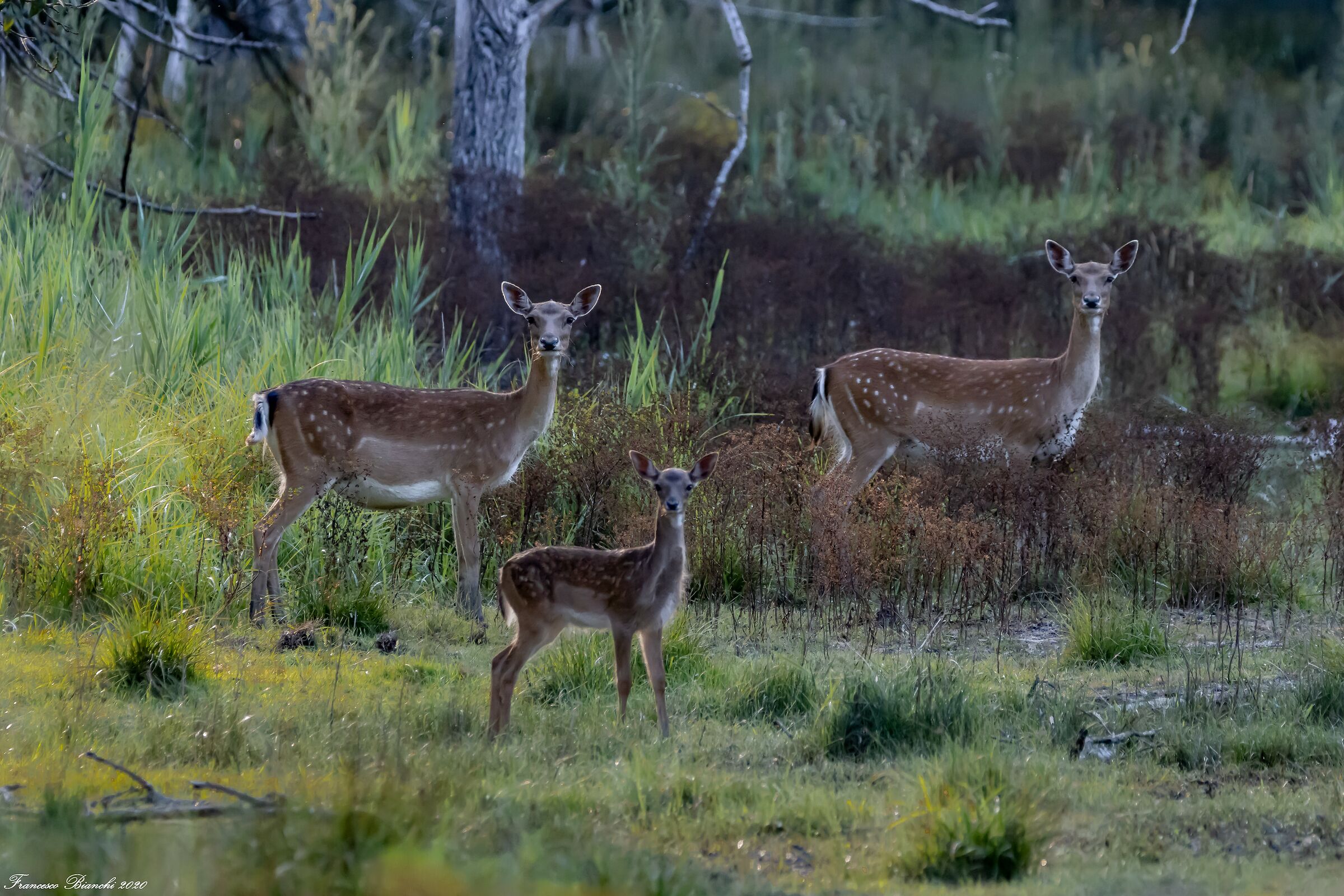 All'improvviso... eccoli!