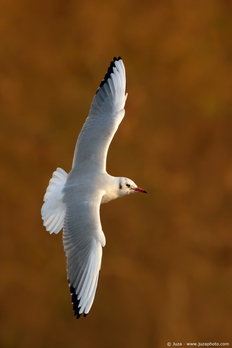Larus ridibundus (Gabbiano Comune), 004503