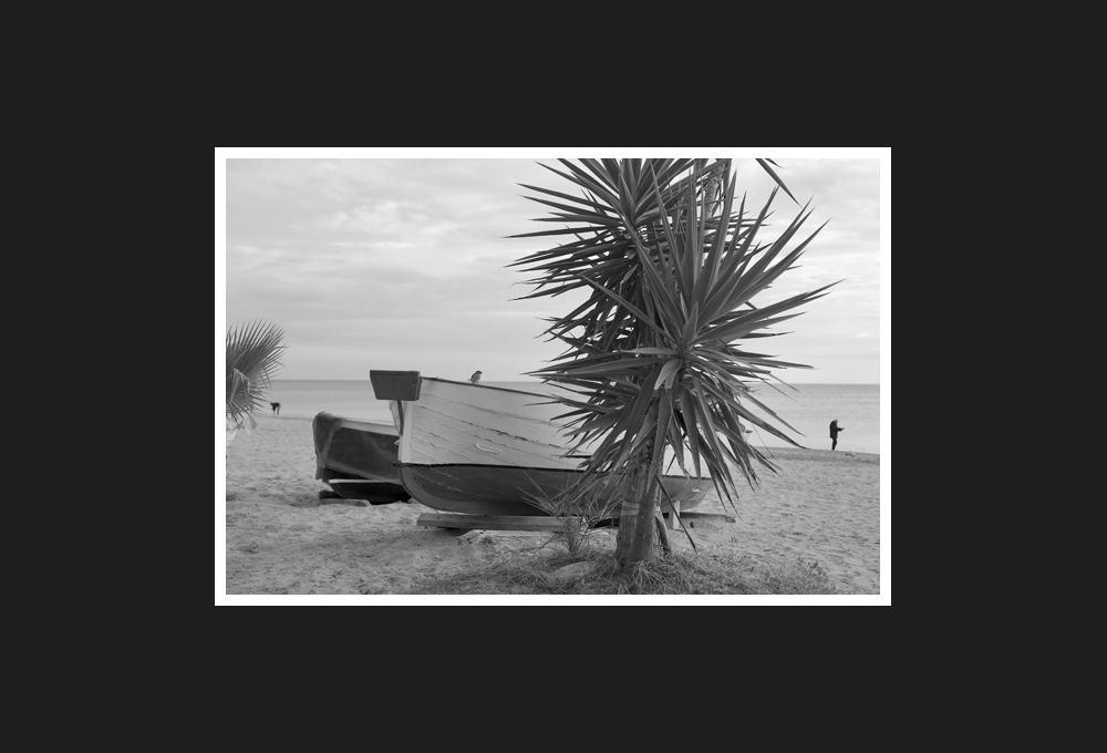 gozzo ligure con passero, 2015