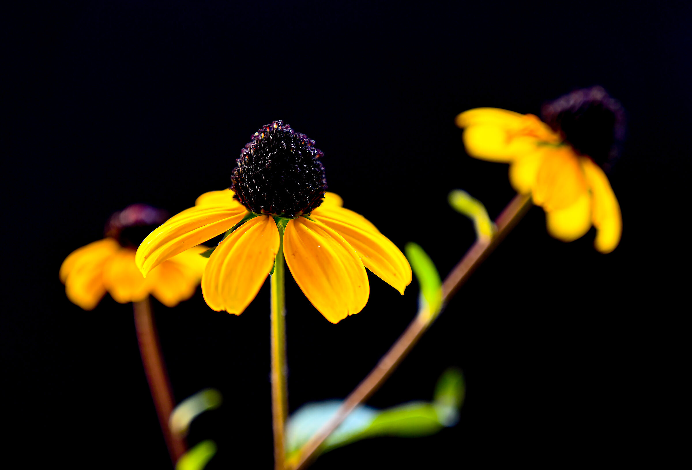 Rudbeckia
