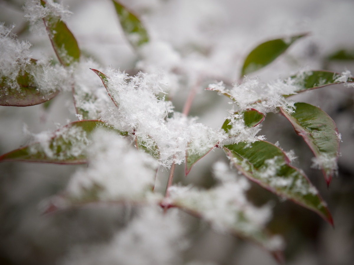 Fluffy snow flakes ni