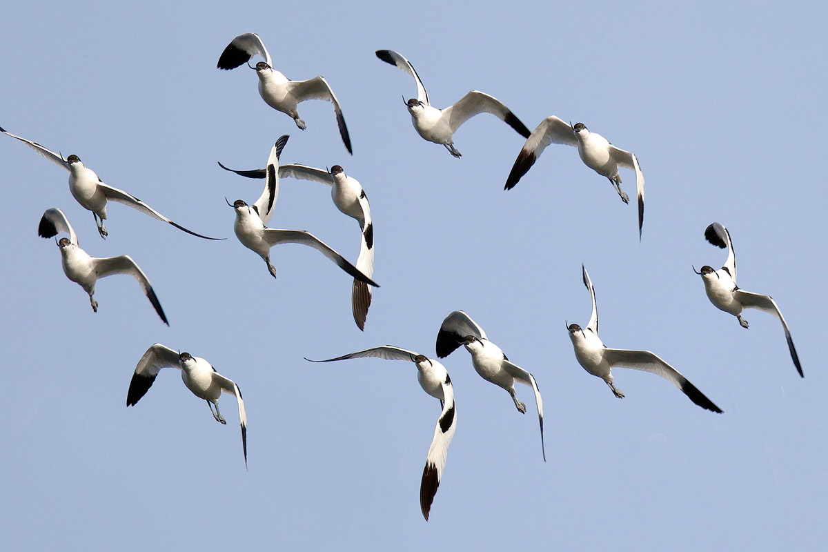 Avocetta