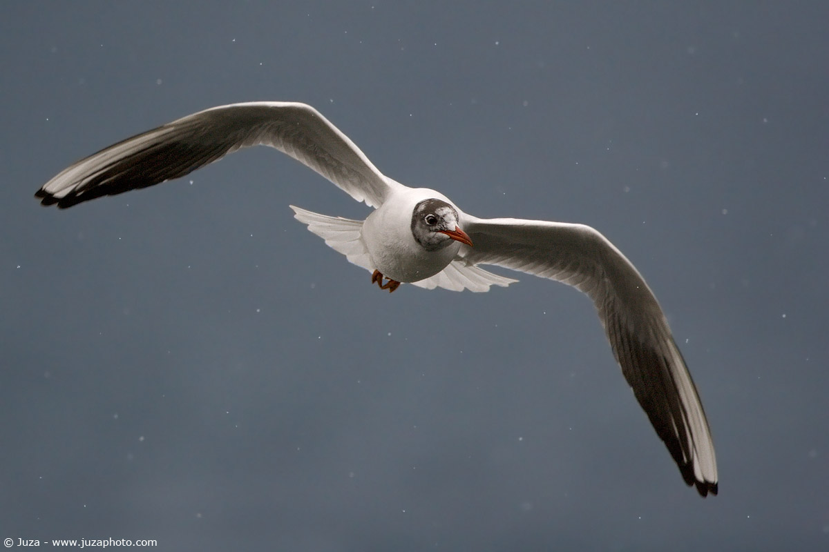 Larus ridibundus (Gabbiano Comune), 004655