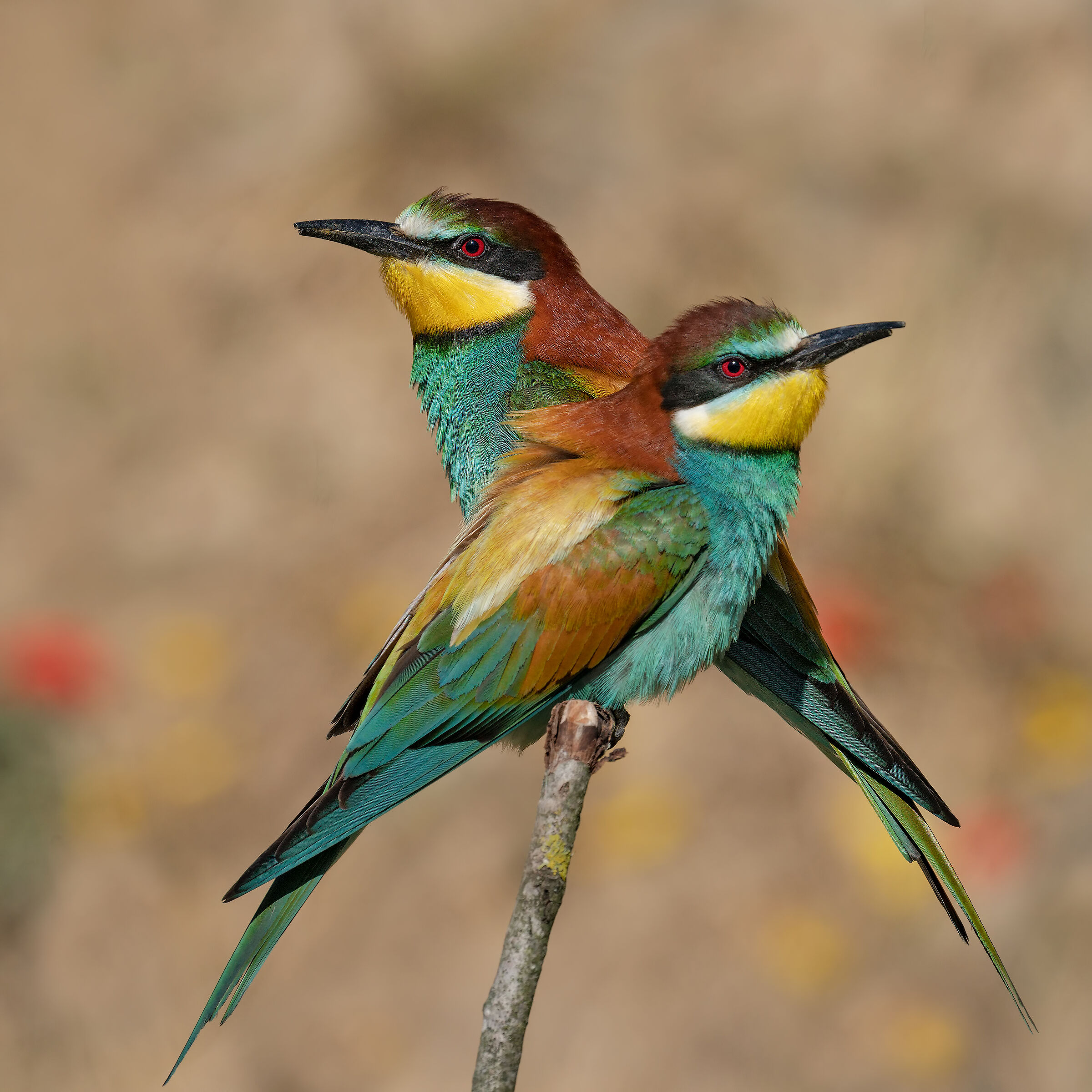 Cranes. female and male!