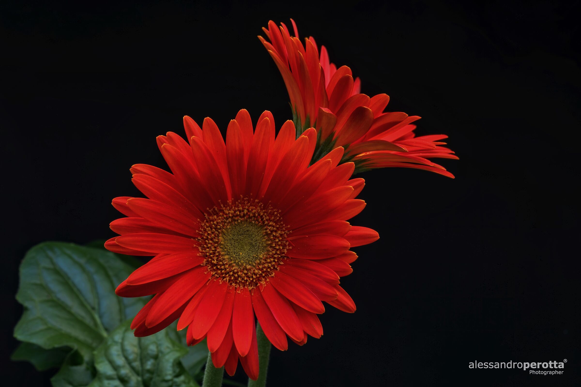 Gerbera viridifolia