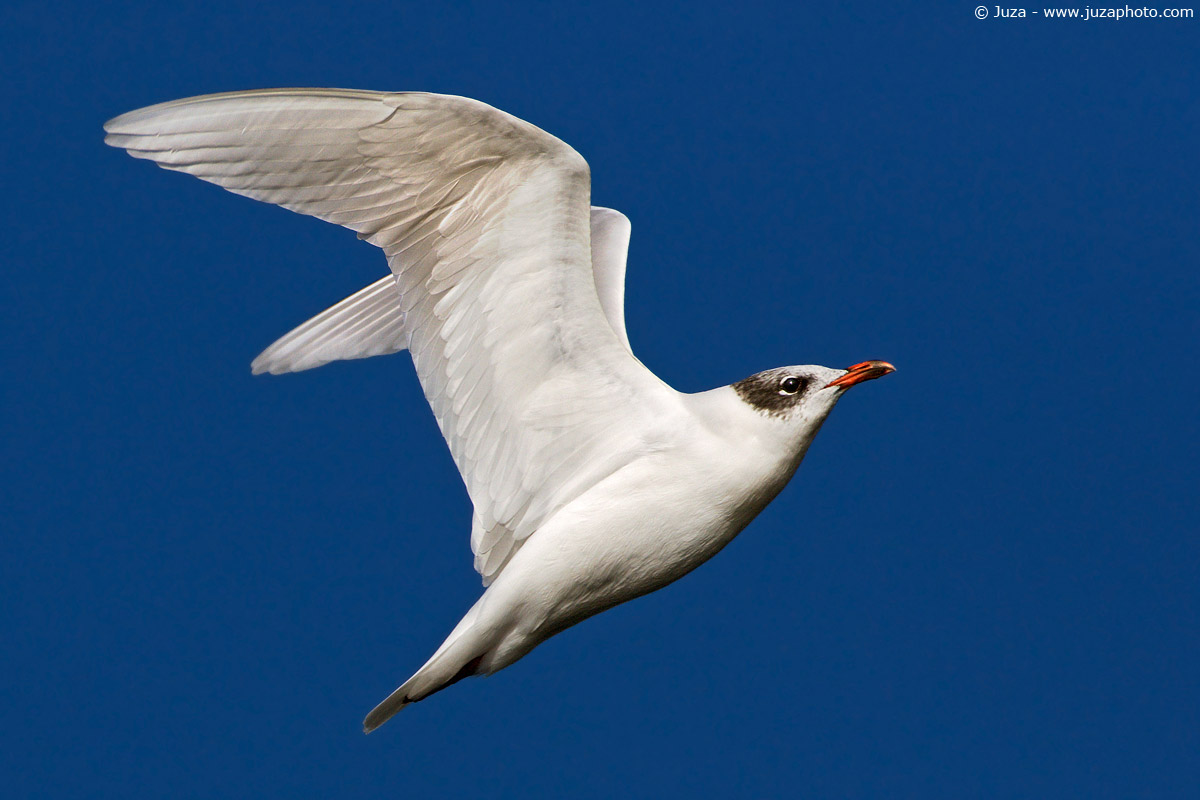 Larus melanocephalus (Gabbiano Corallino), 004098