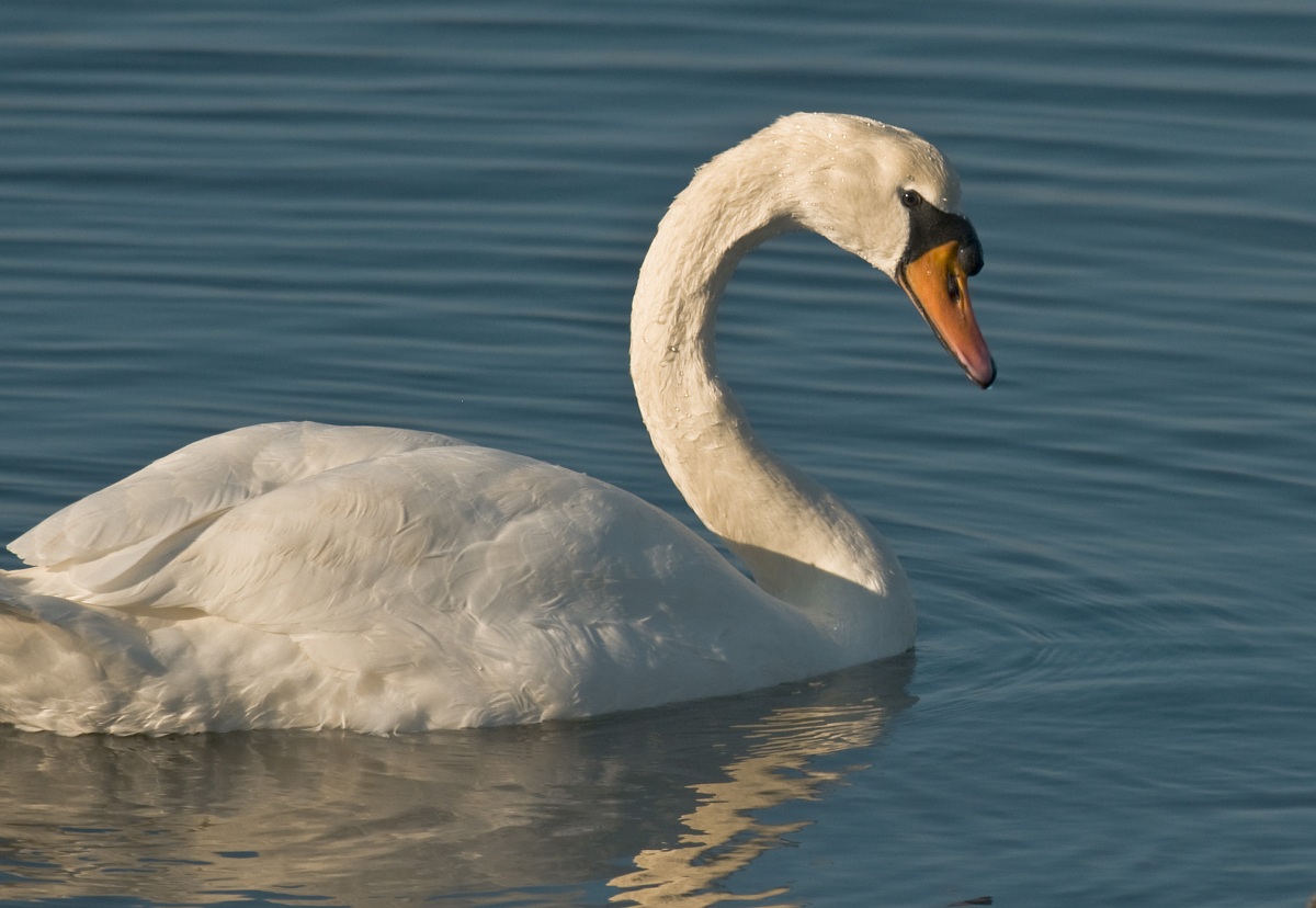 Swan