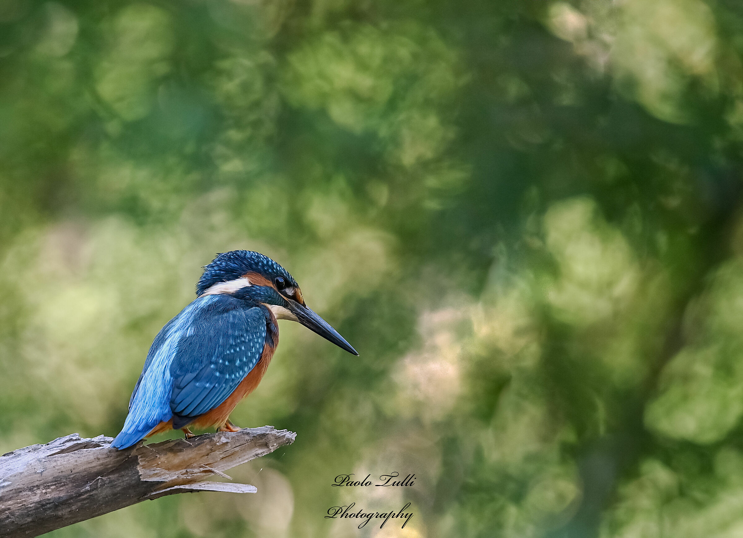 Alcedo atthis , contemplazione sul territorio di caccia