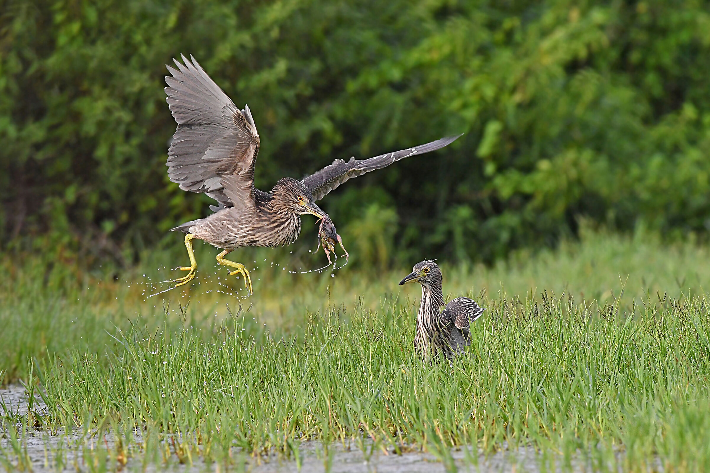 Storie di piume   3   ( Nitticora juv )