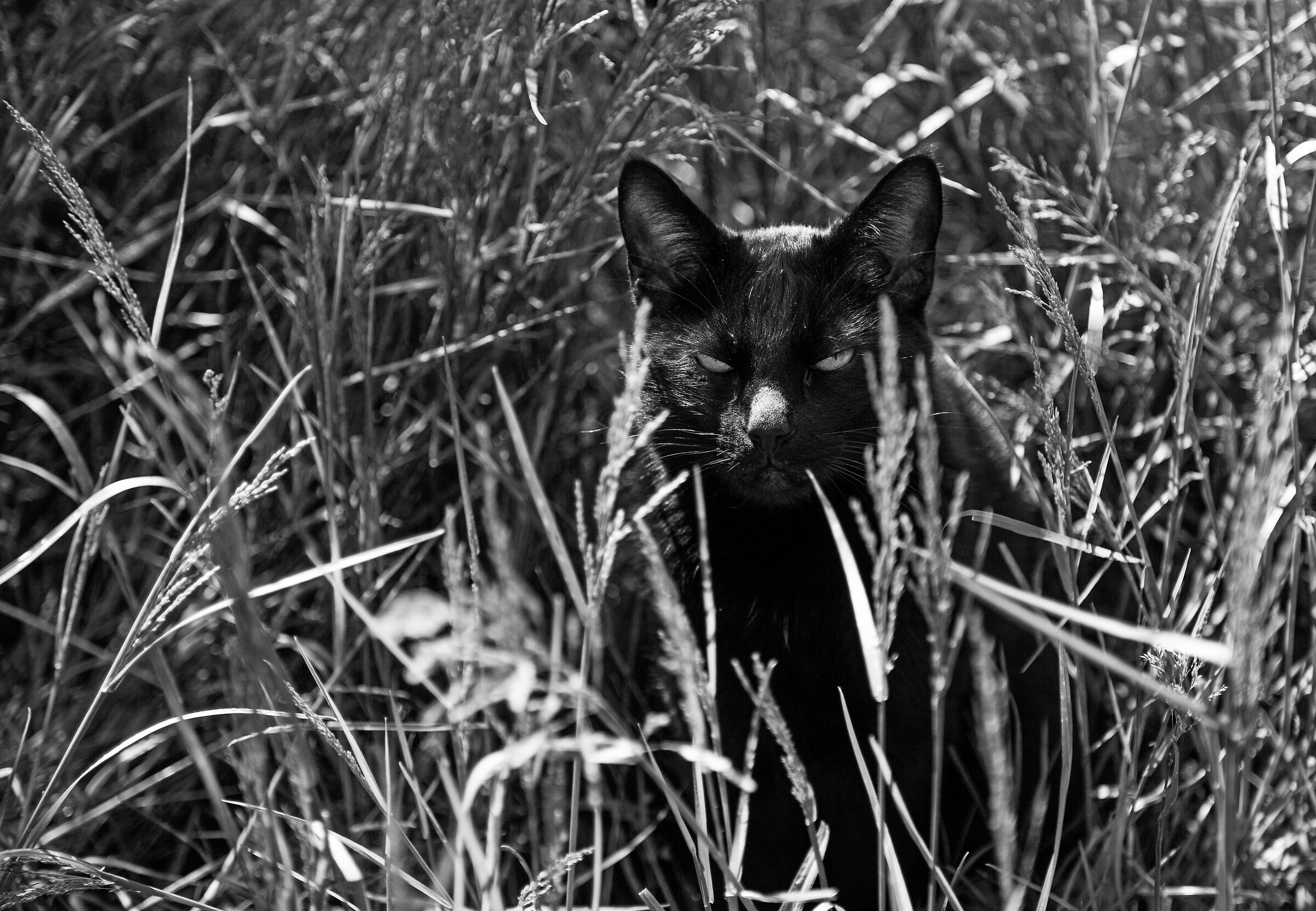 Bagheera, ho una pantera nel giardino.