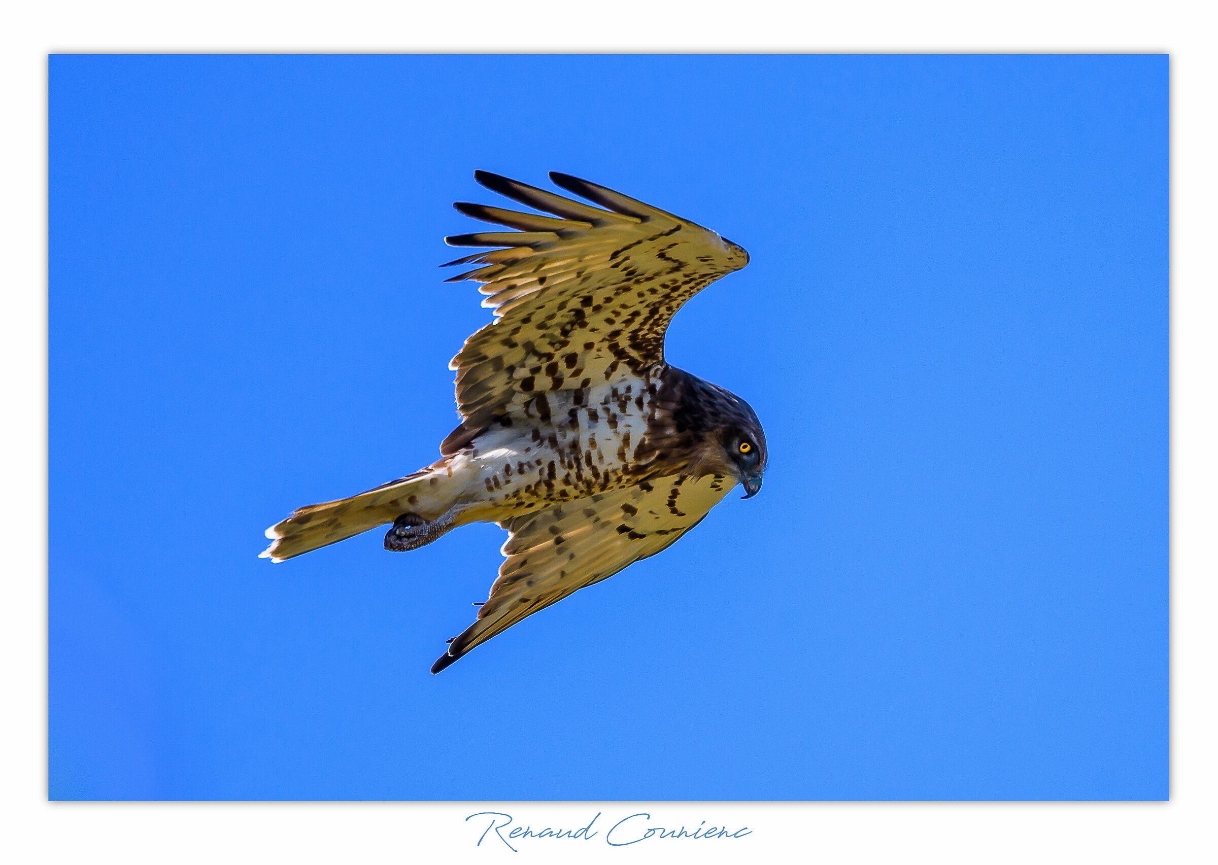 Kirkos-Aëtos Gallicus