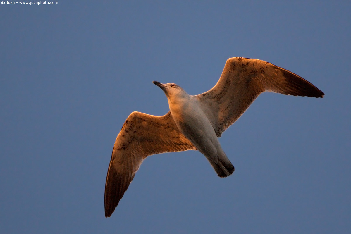 Larus michahellis (Gabbiano Reale), 004165