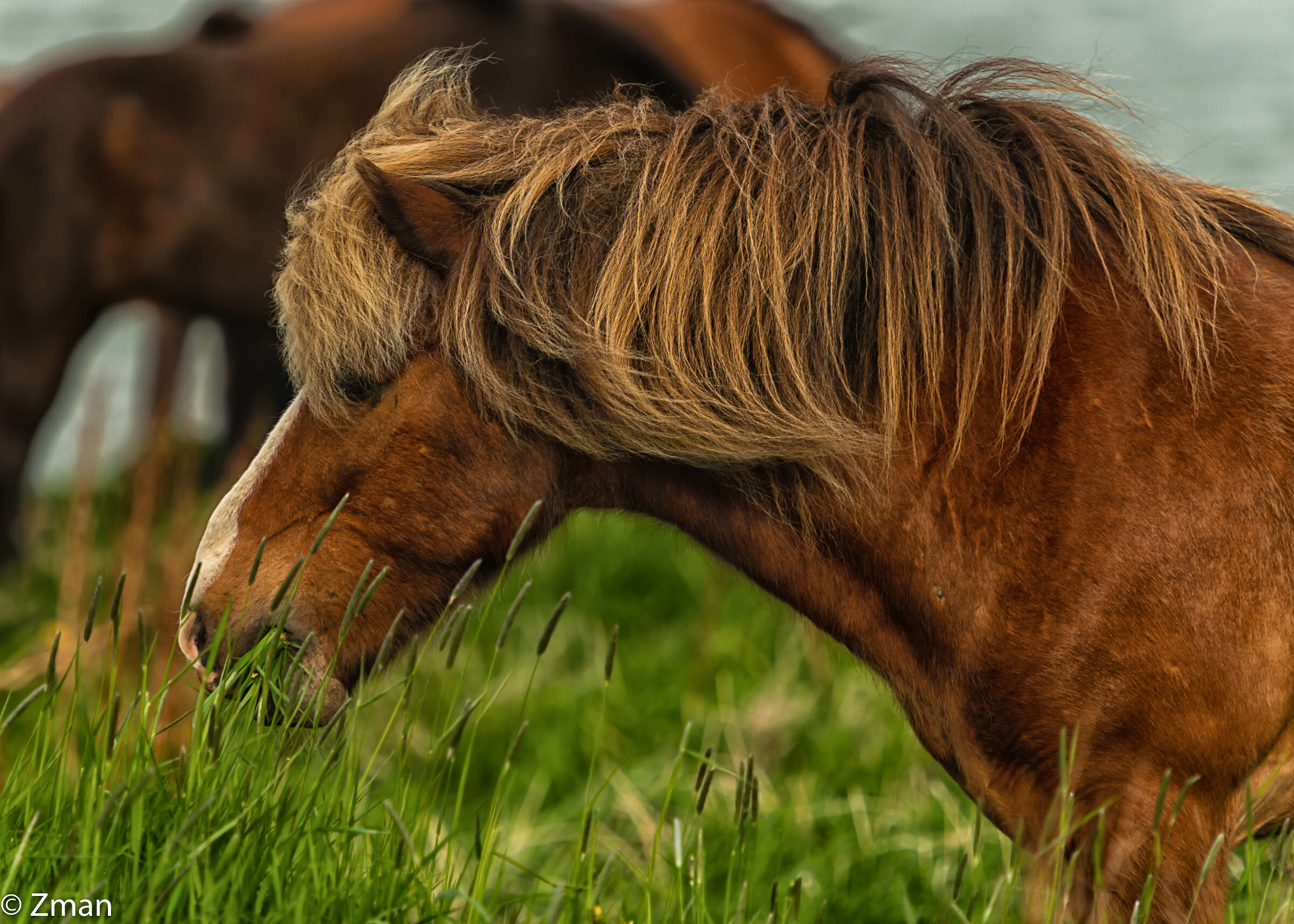 The Icelandic Horse