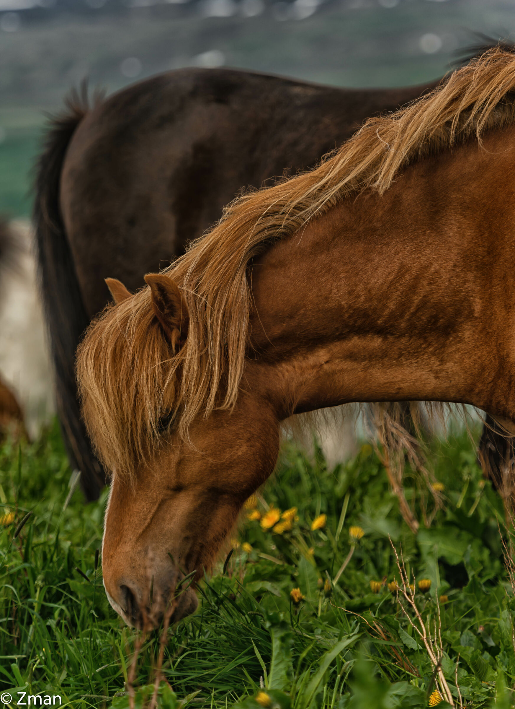 The Icelandic Horse