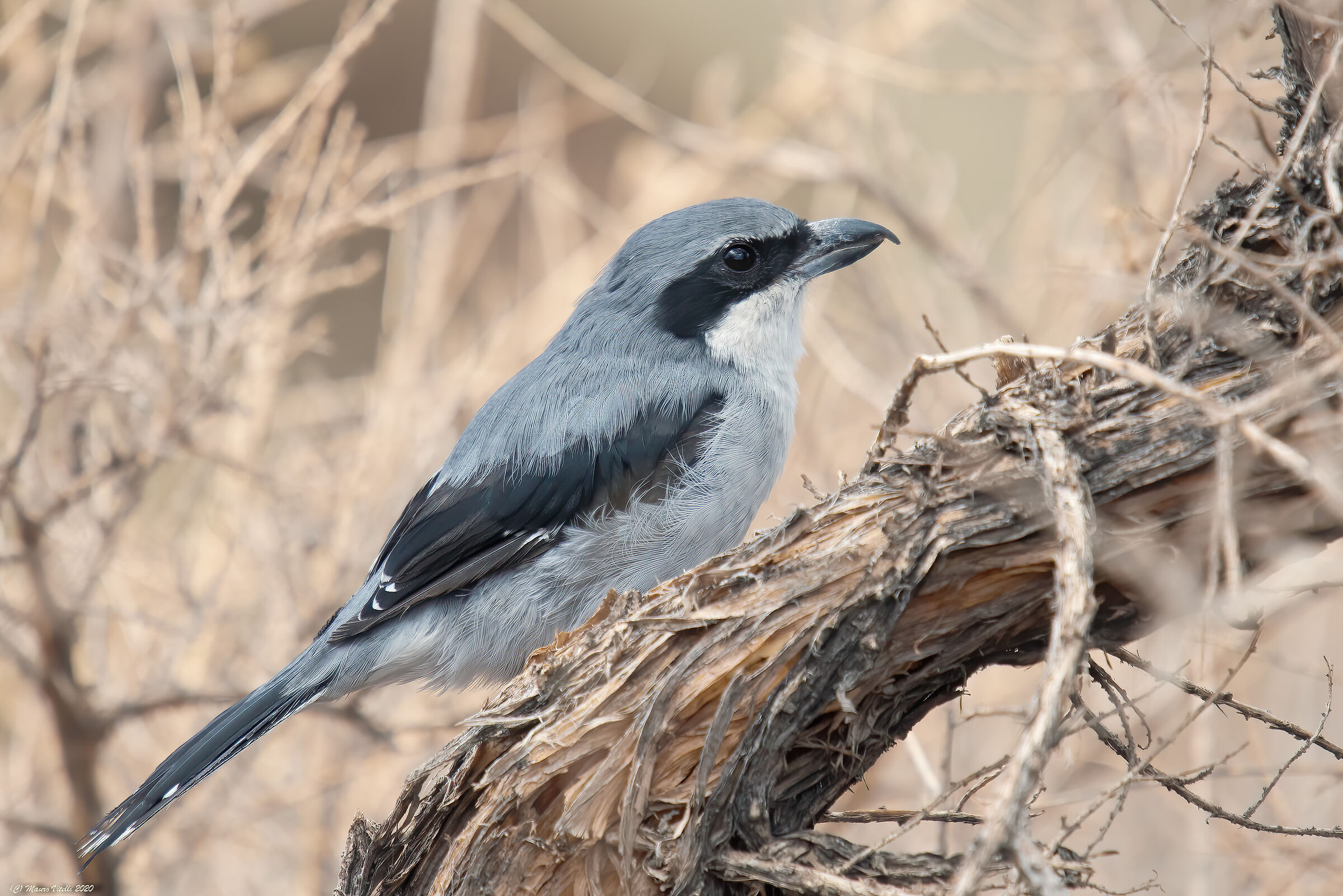 Having Major (Lanius excubitor) Koenigi (Canary)