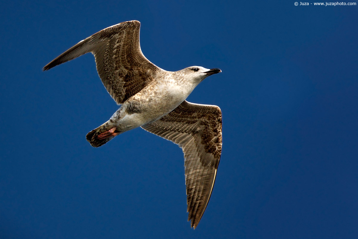 Larus michahellis (Gabbiano Reale), 004178