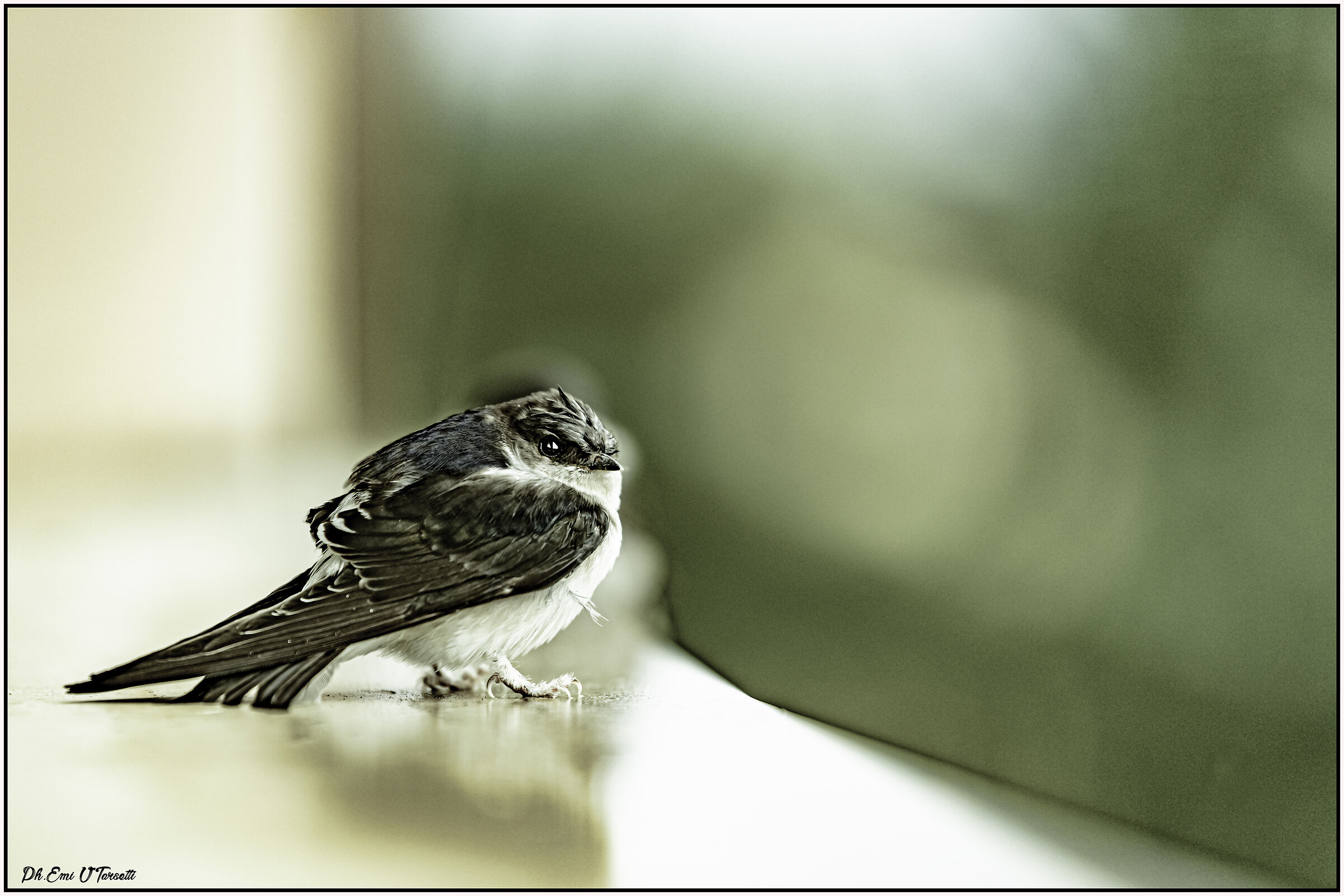 Il divo....in partenza per l'africa