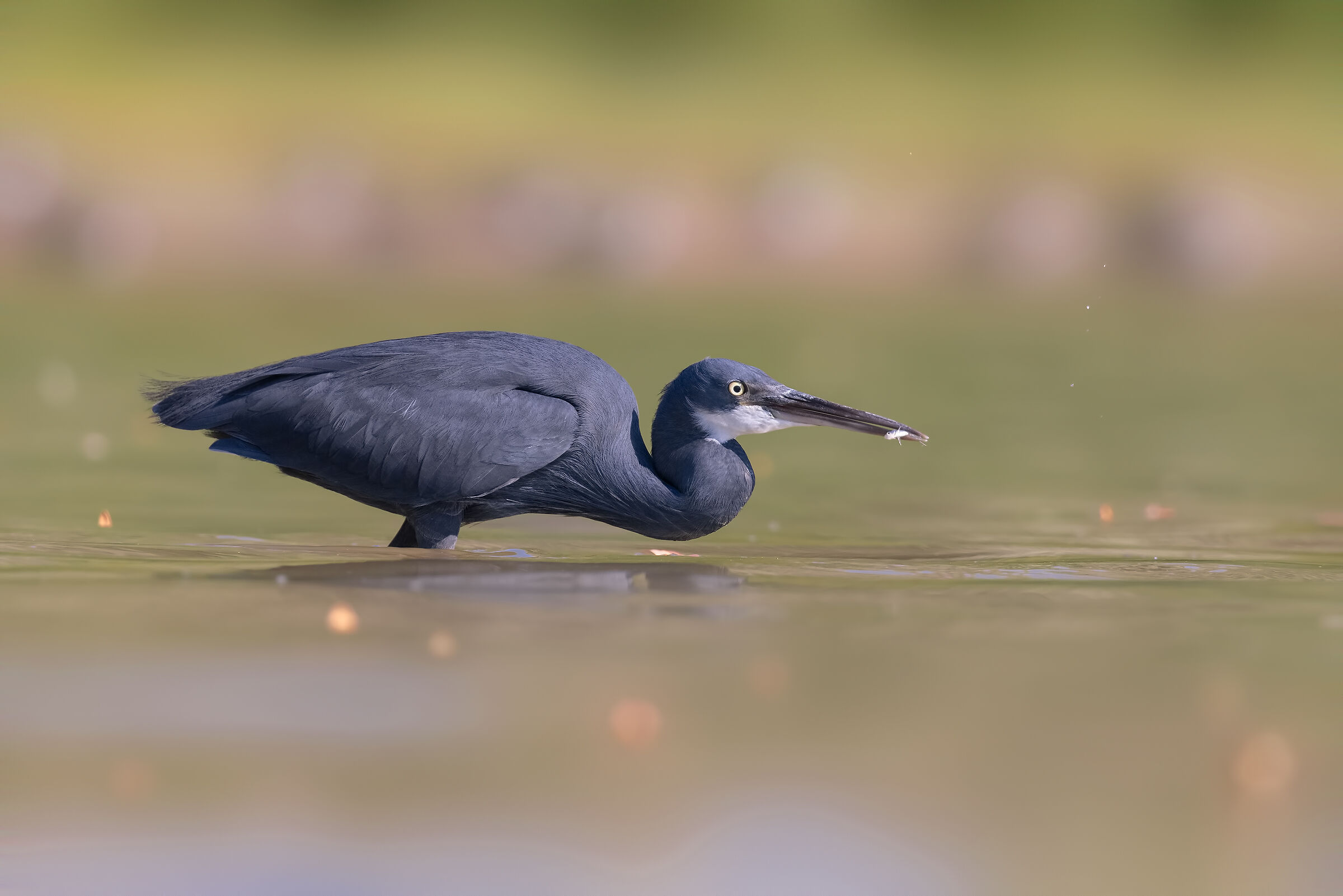 Lo schistaceo a pesca