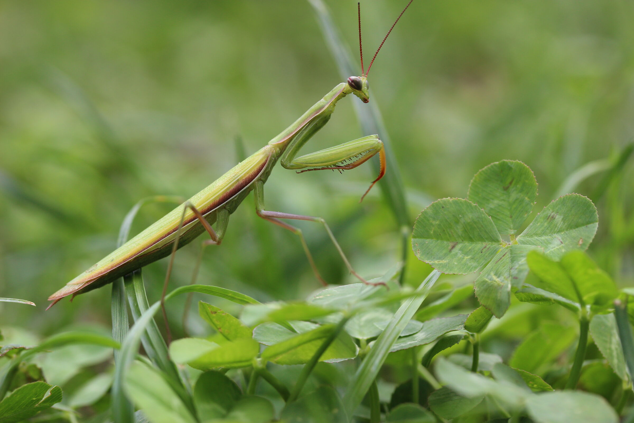 Mantid with four-leaf clover