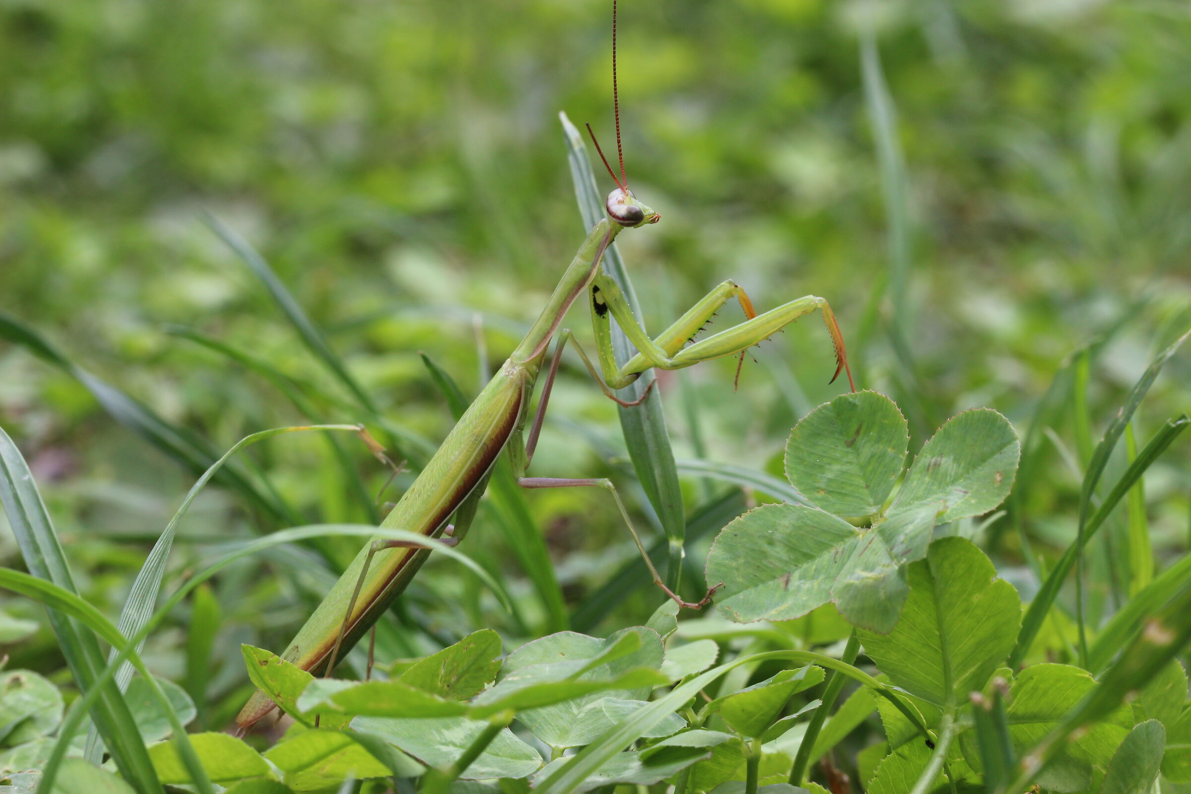 Mantid with four-leaf clover