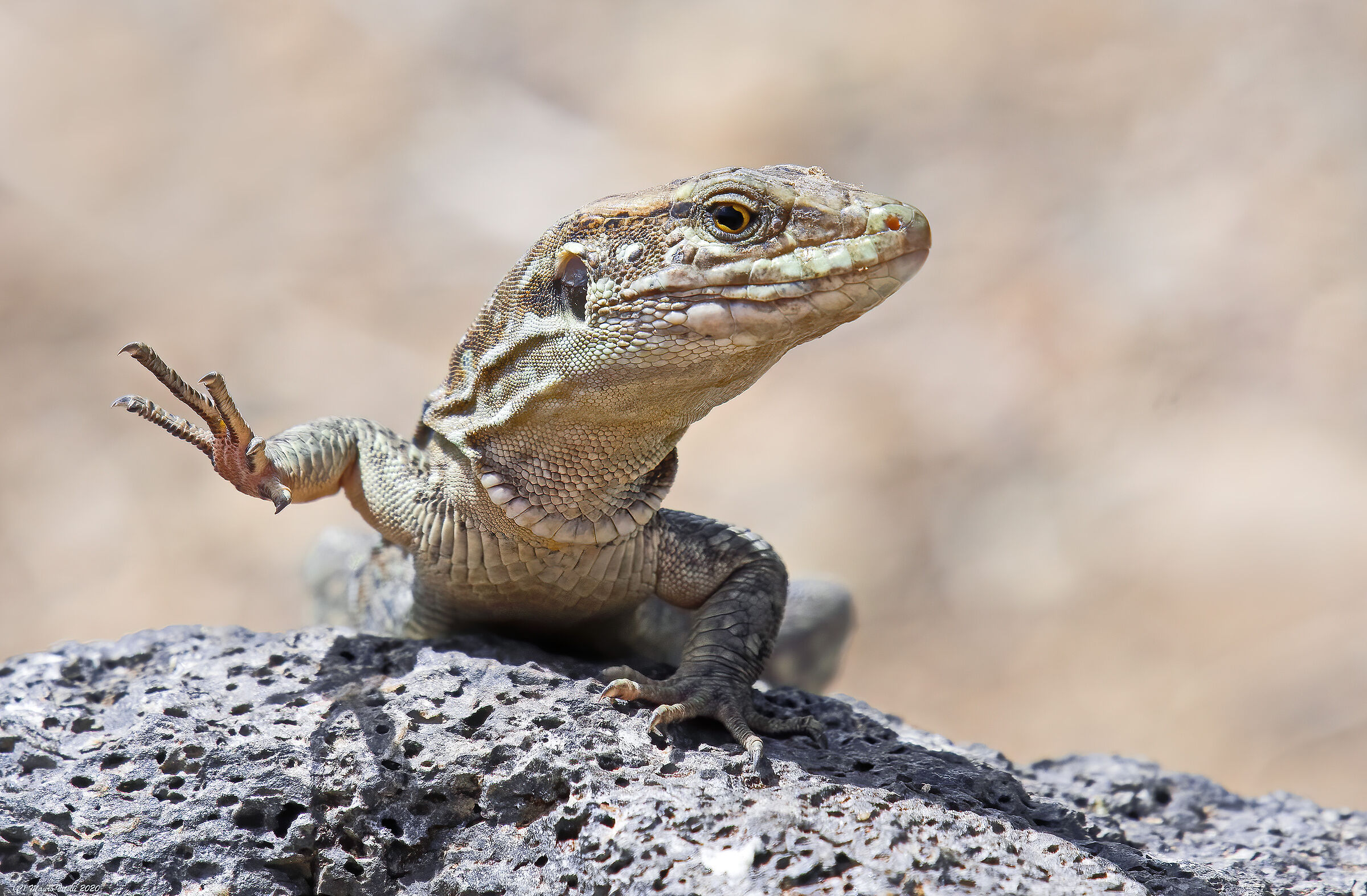 Tenerife lizard (Gallotia roosters) female
