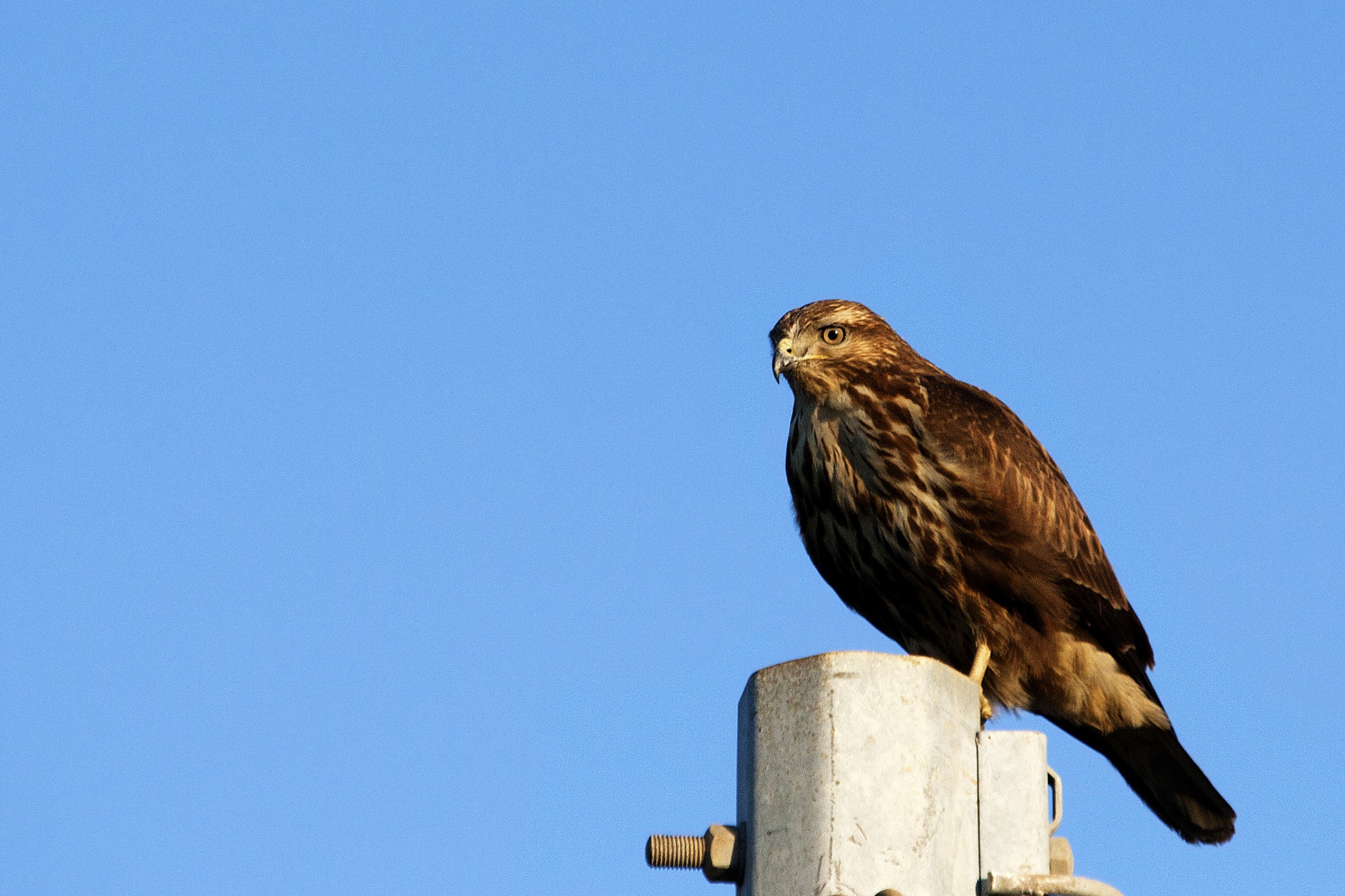 Buteo Buteo (poiana)