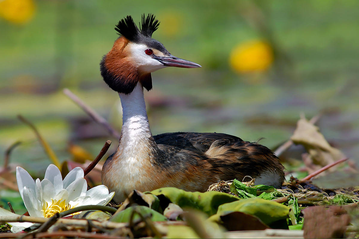 lo svasso e la ninfea
