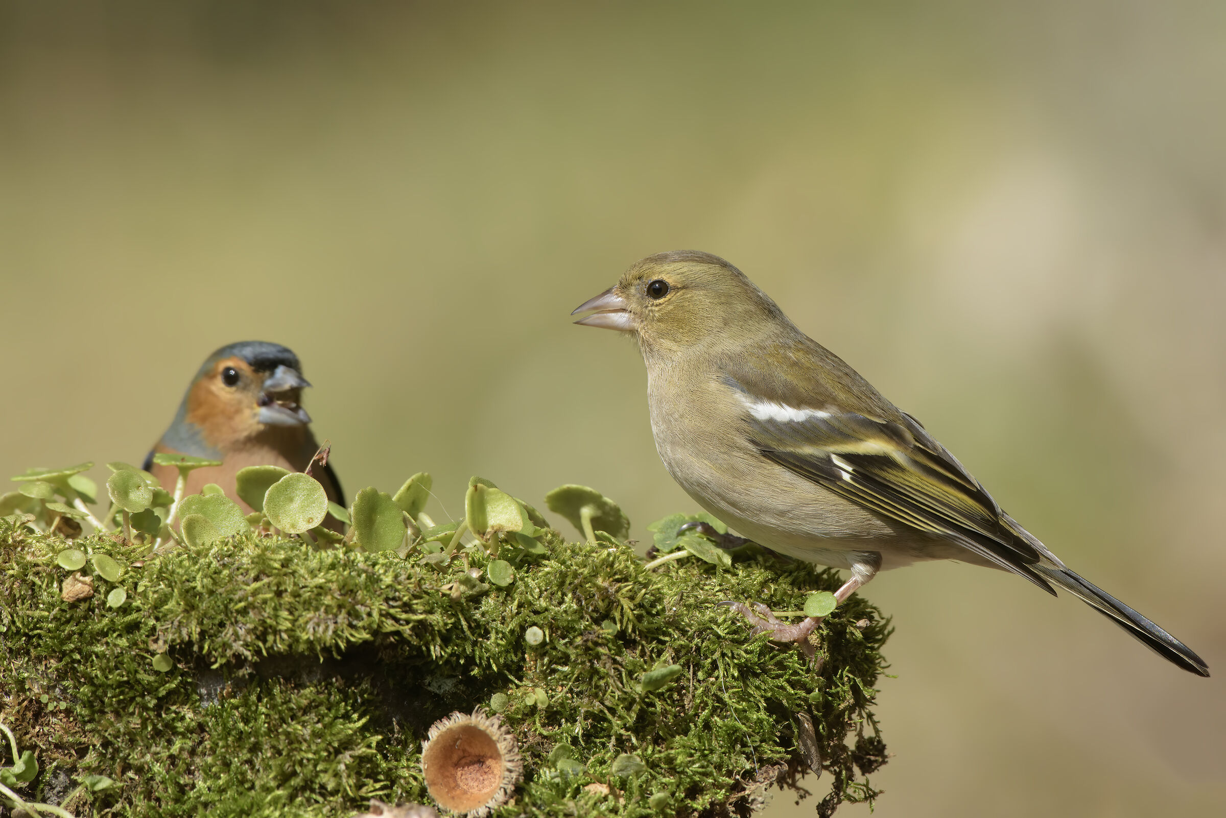 pair of finches
