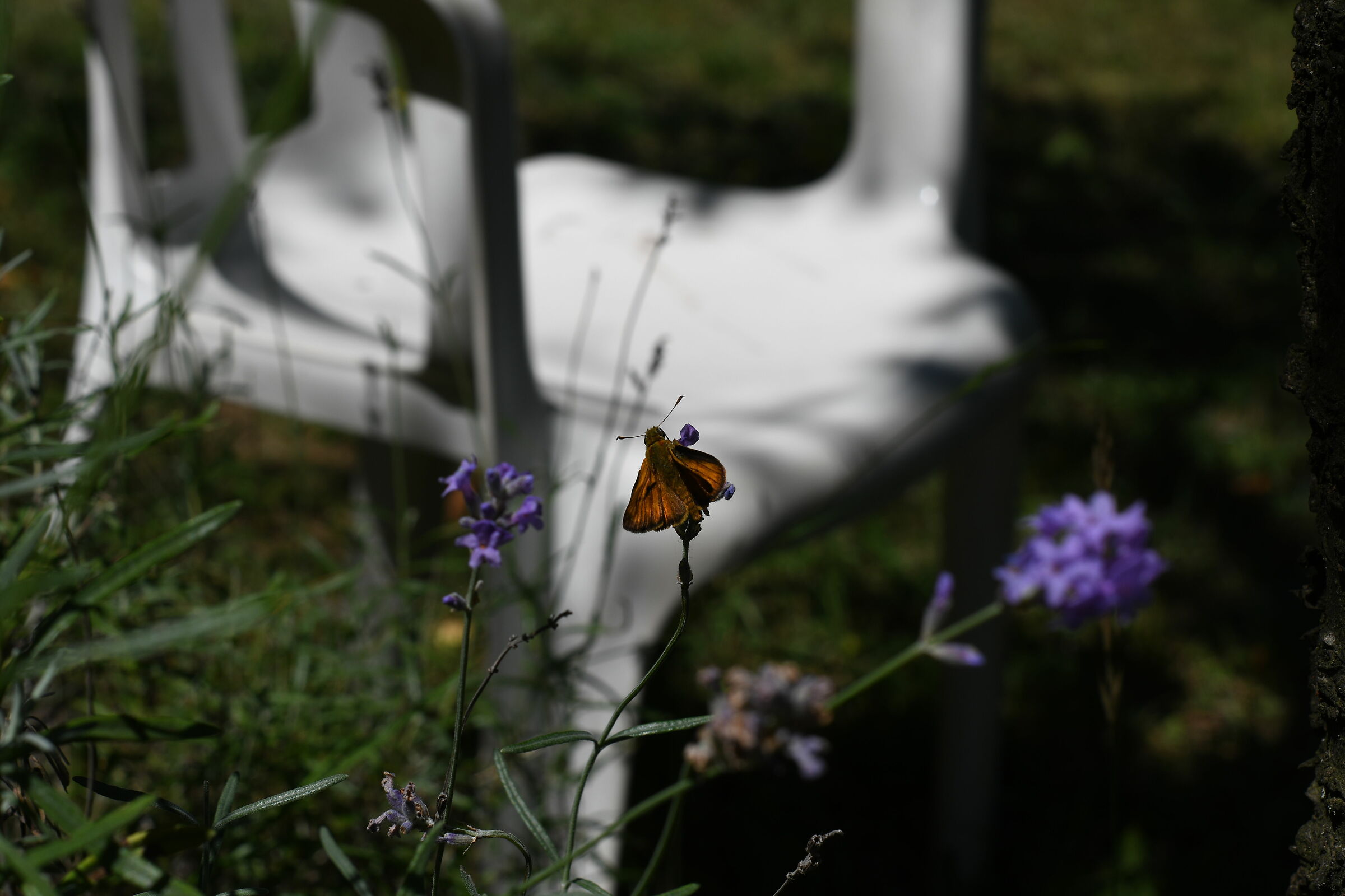 Una farfalla in giro