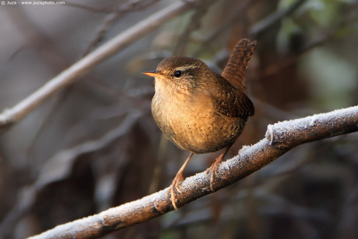 Troglodytes troglodytes (Scricciolo Comune), 004370