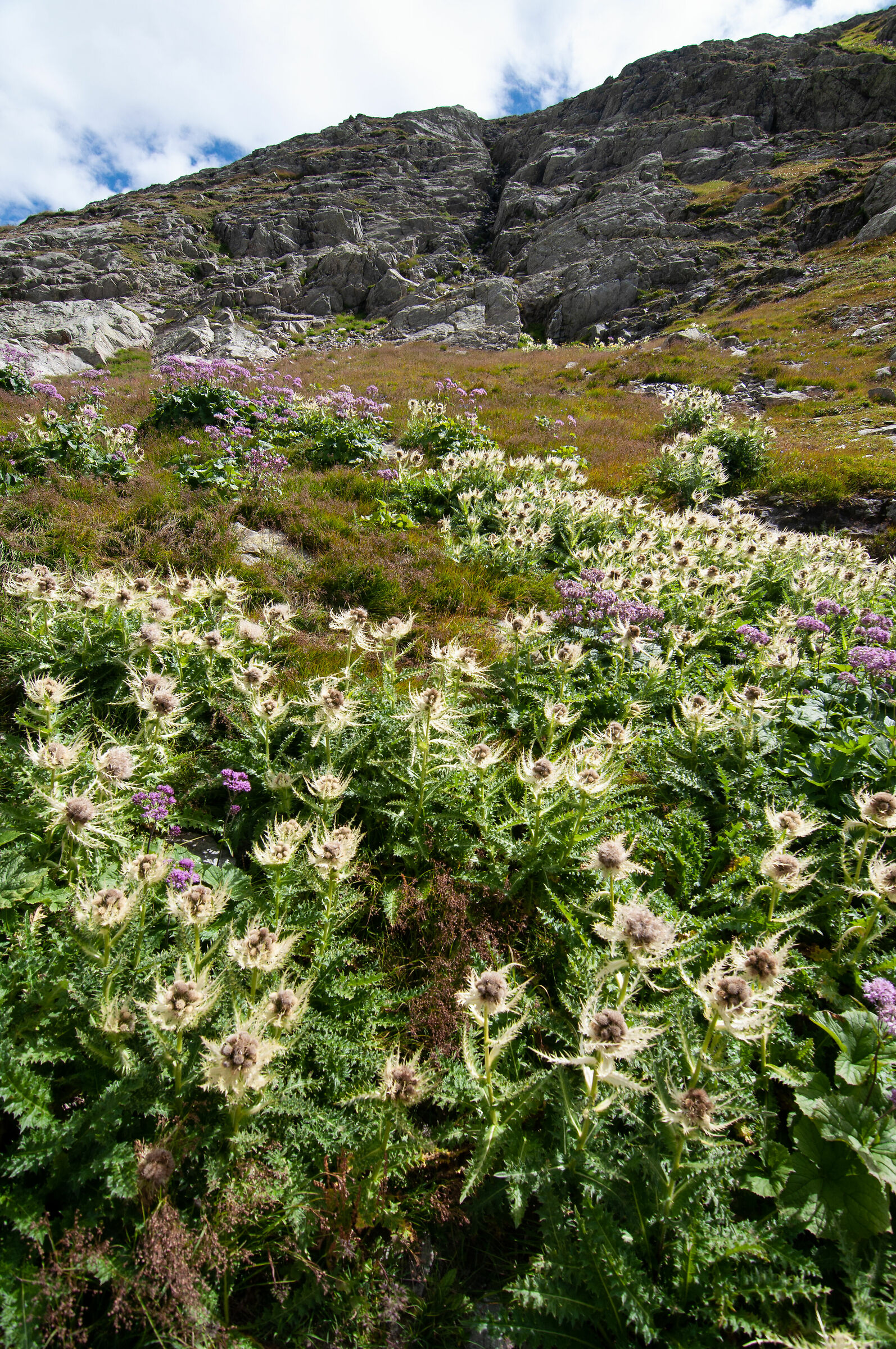 flowers in the mountains