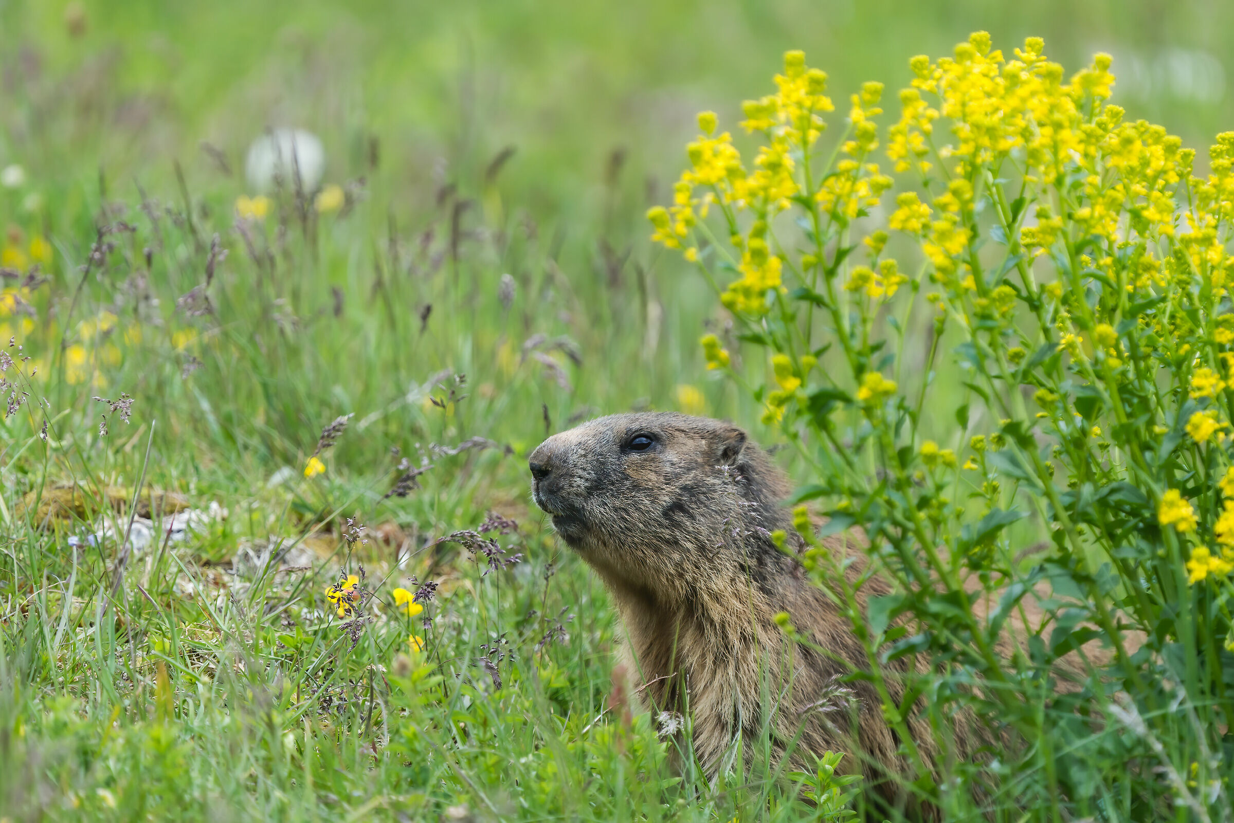 Montasio Marmot
