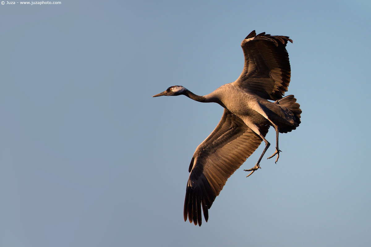 Grus grus (Gru Cenerina), 006914
