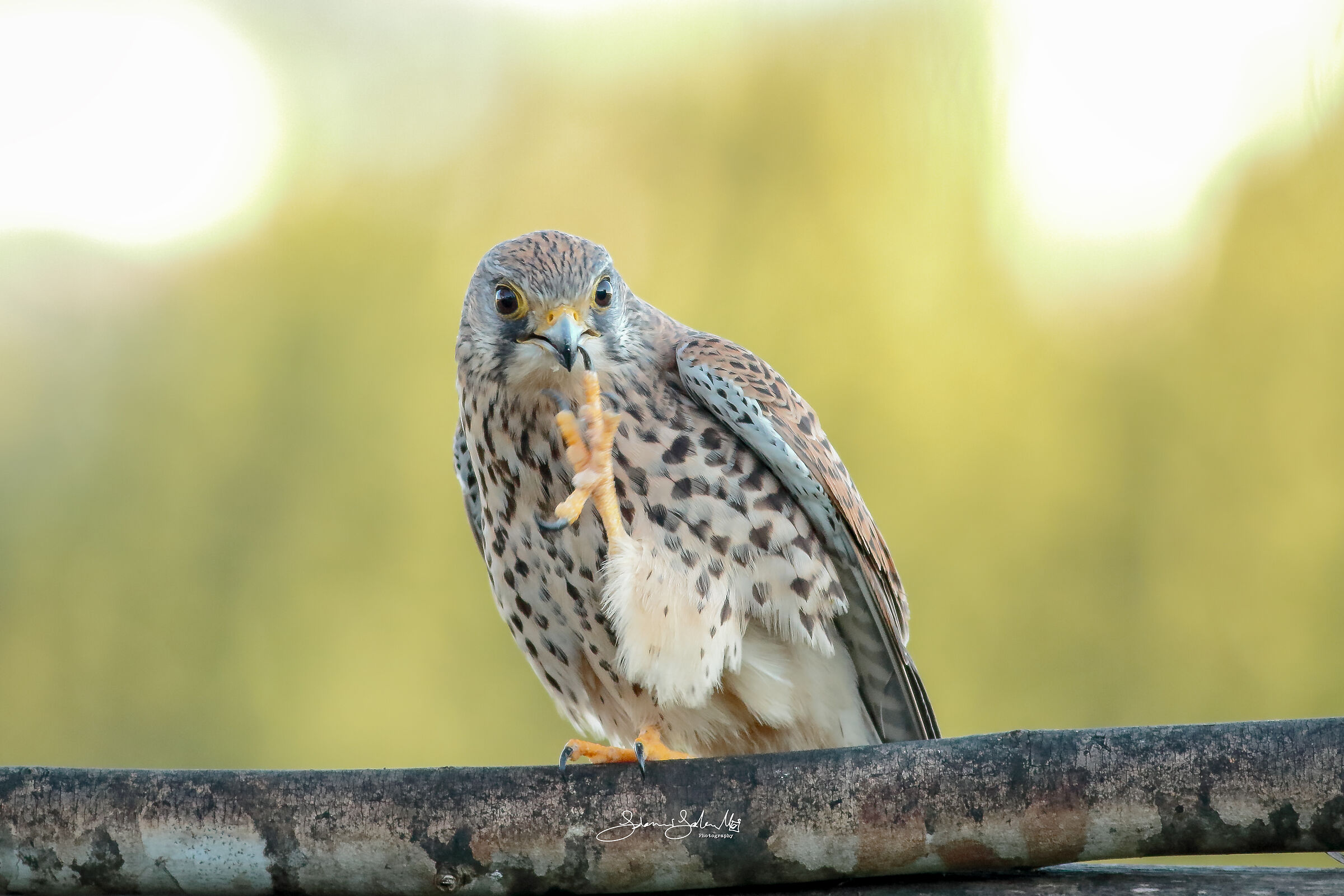 Toothpick (Falco tinnunculus, Linnaeus, 1758)