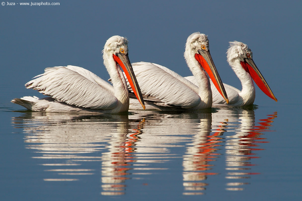 Pelecanus crispus (Pelican Riccio), 013869