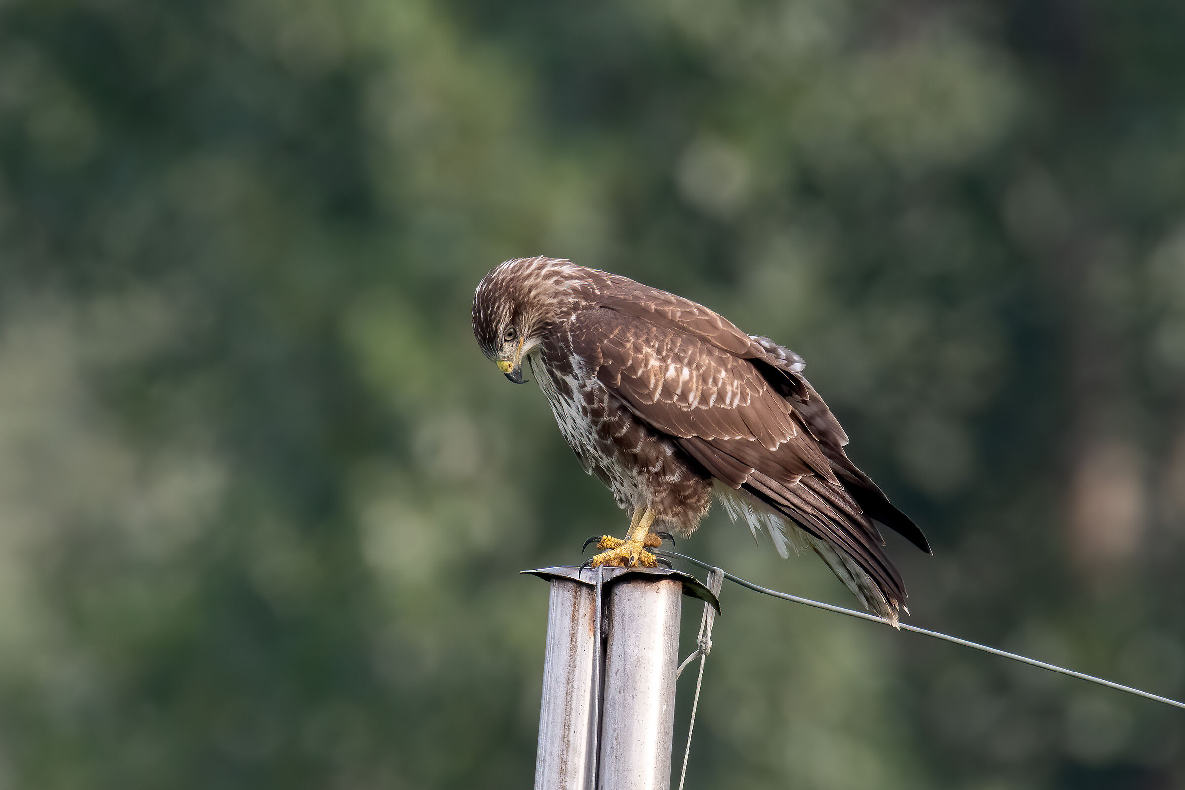 Poiana su coltivazione di Kiwi