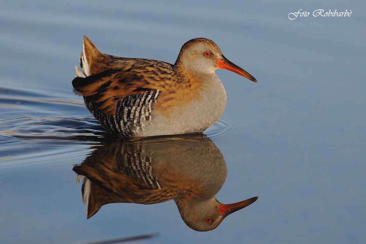 Porciglione...allo specchio.......