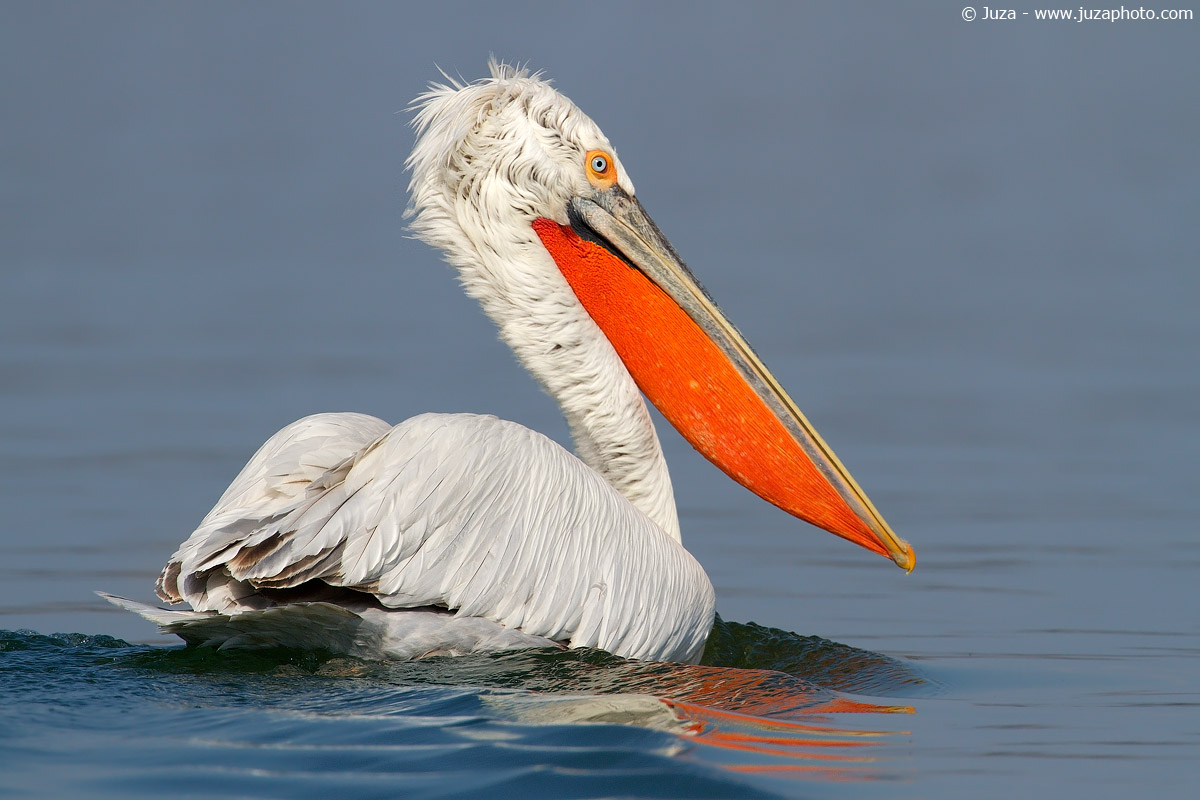 Pelecanus crispus (Pellicano Riccio), 013878