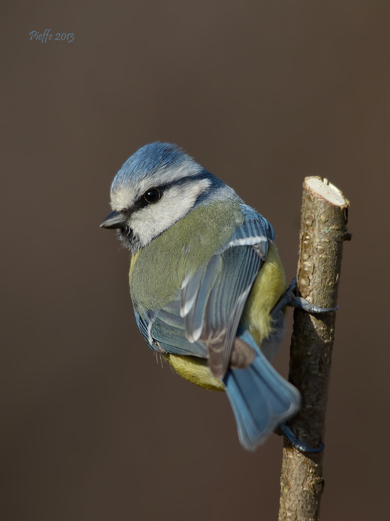 Blue Tit ...
