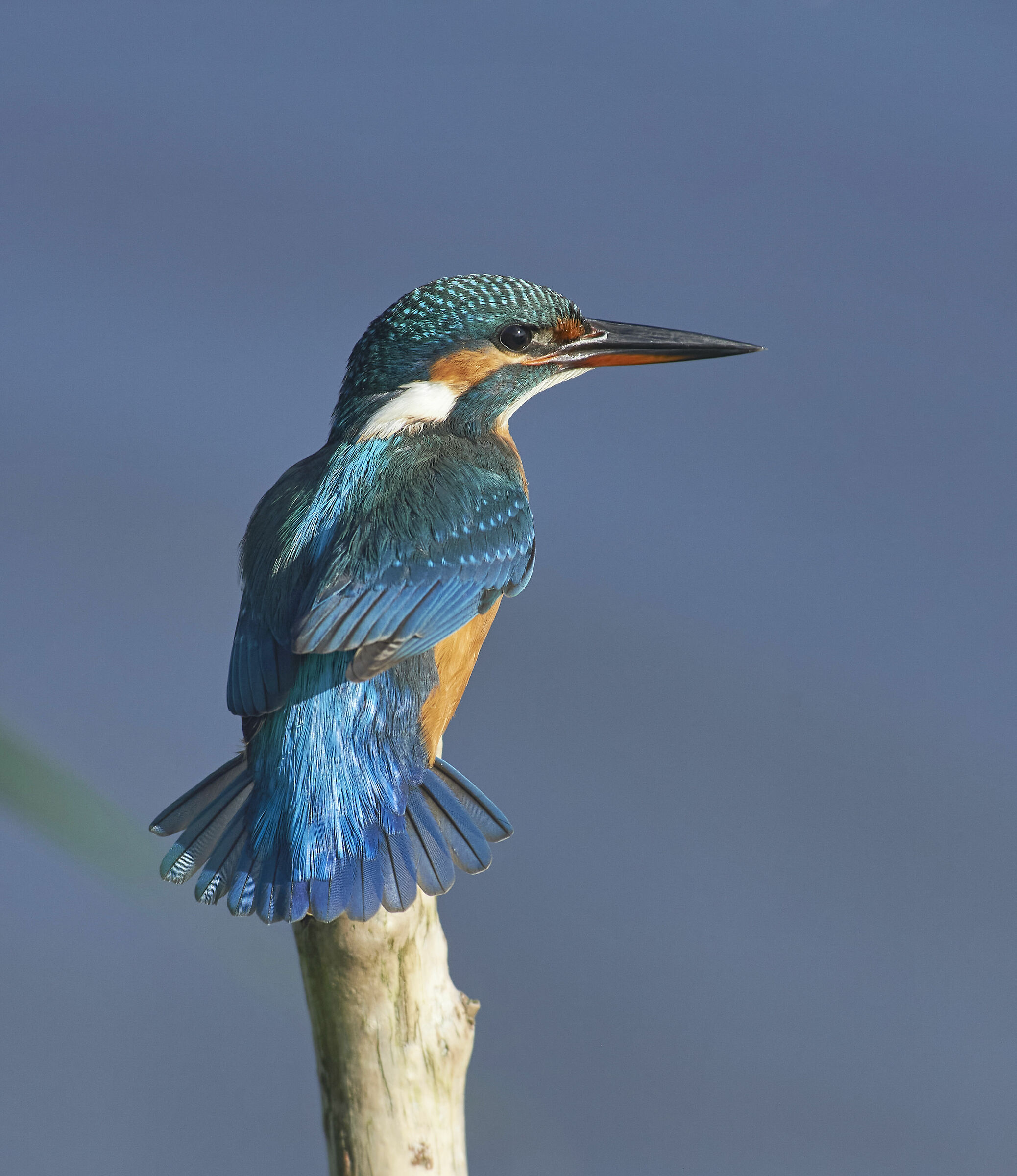King Fisher