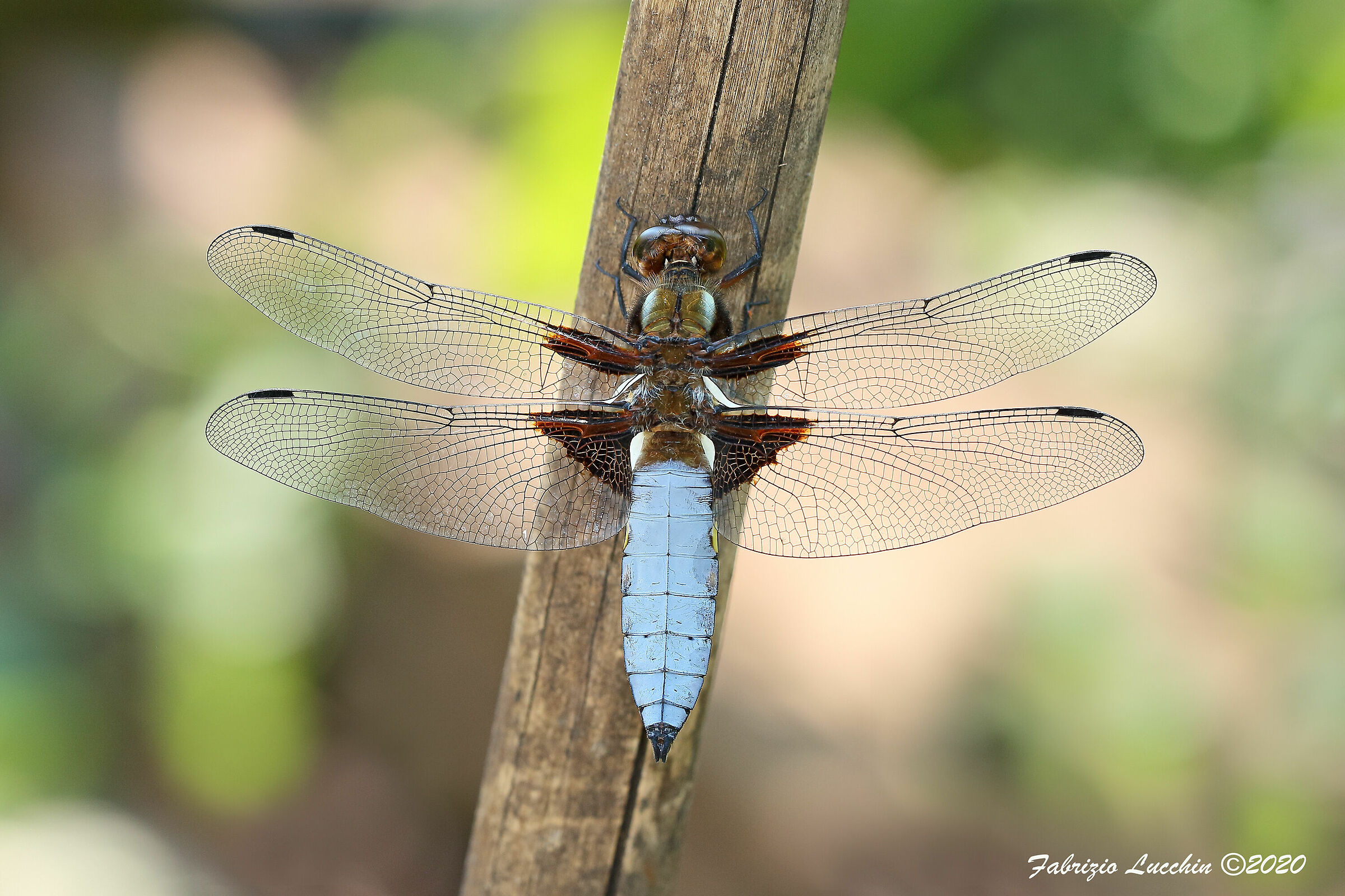 Libellula depressa (esemplare maschio)