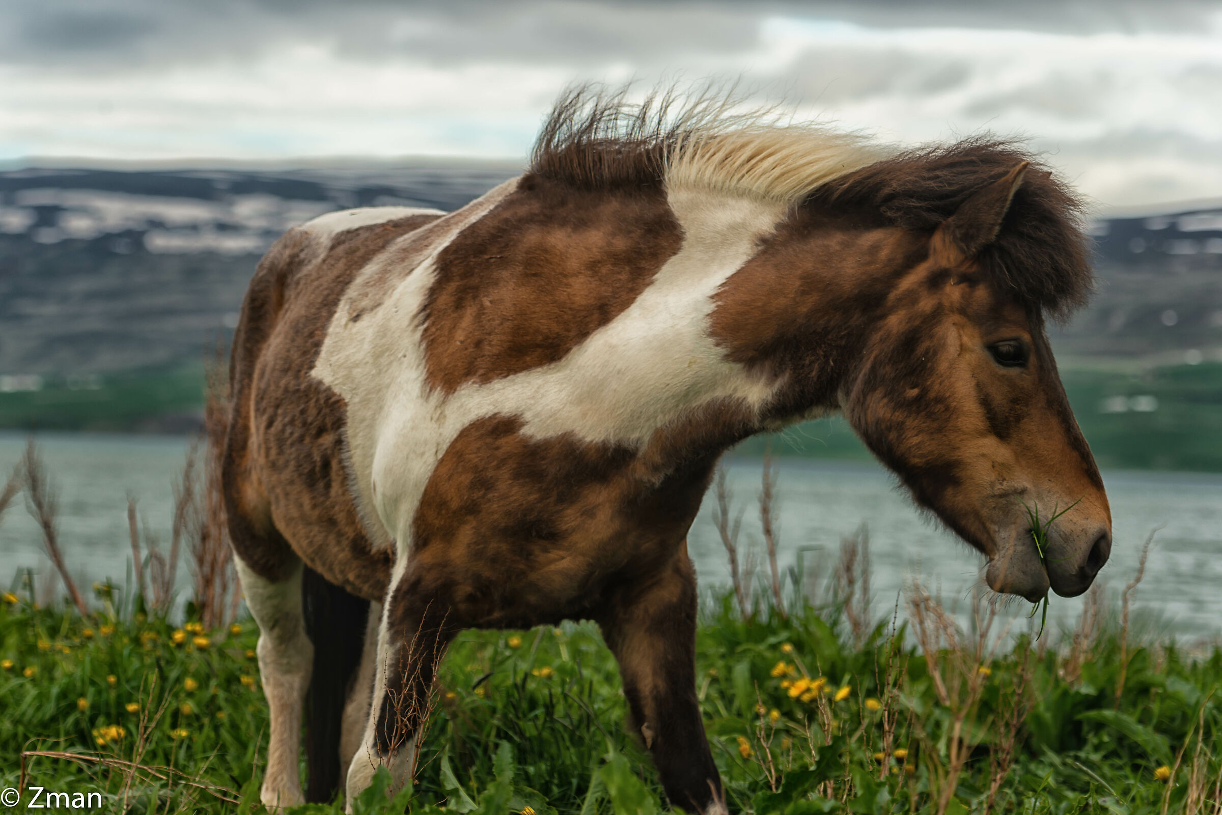 The Icelandic Horse