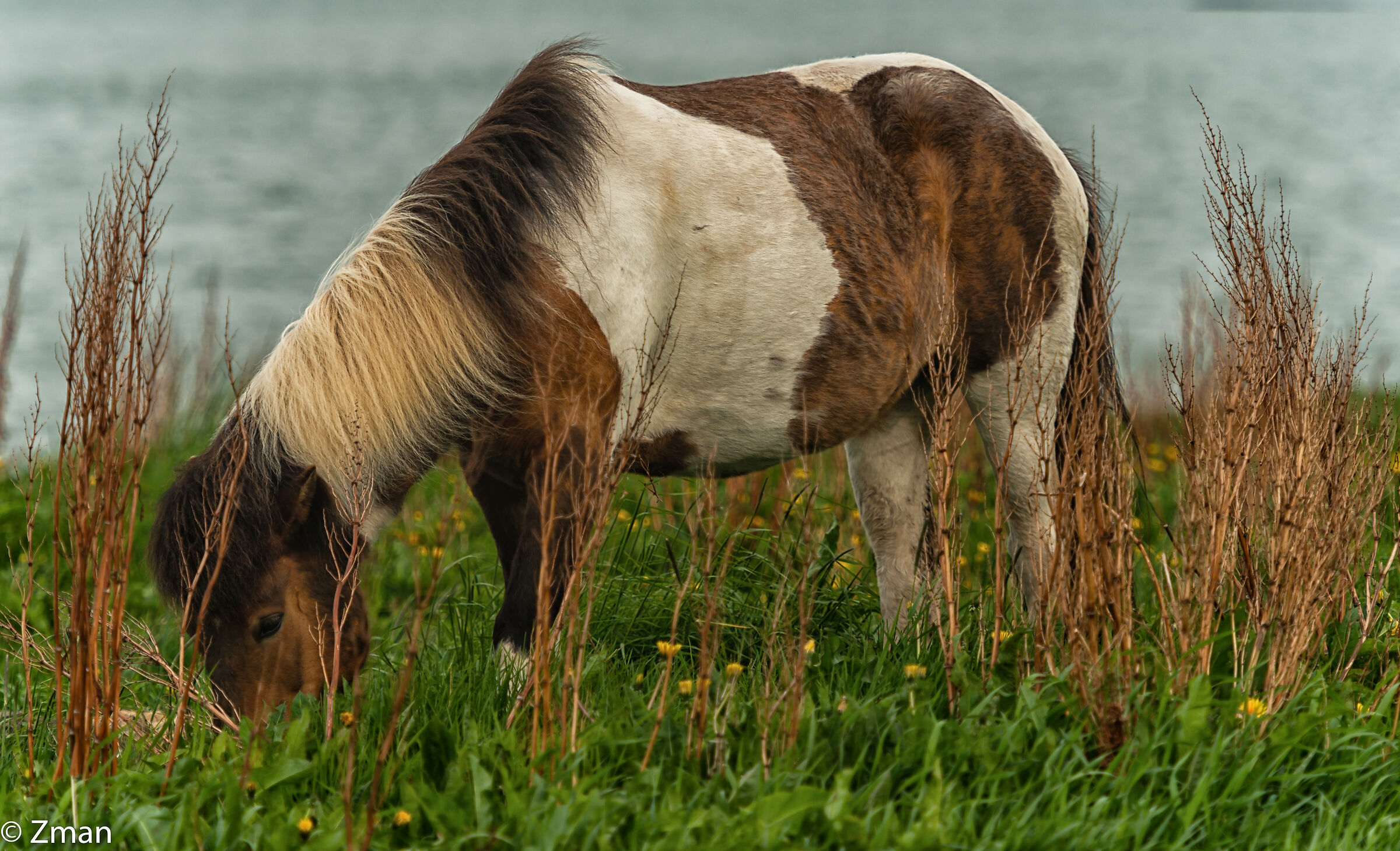 The Icelandic Horse