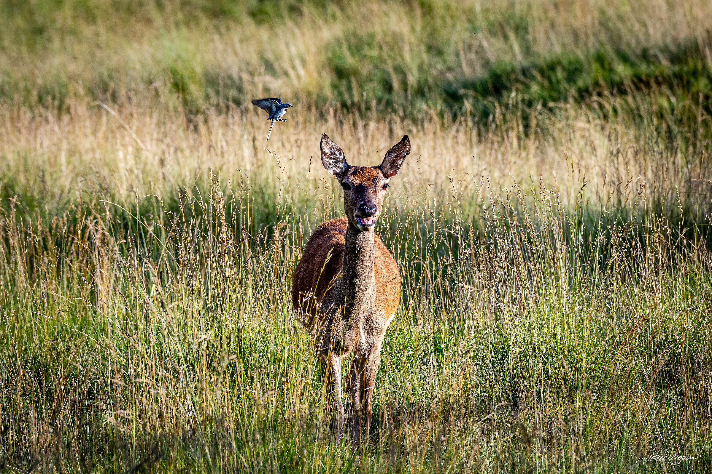 Permesso di atterraggio: accordato.